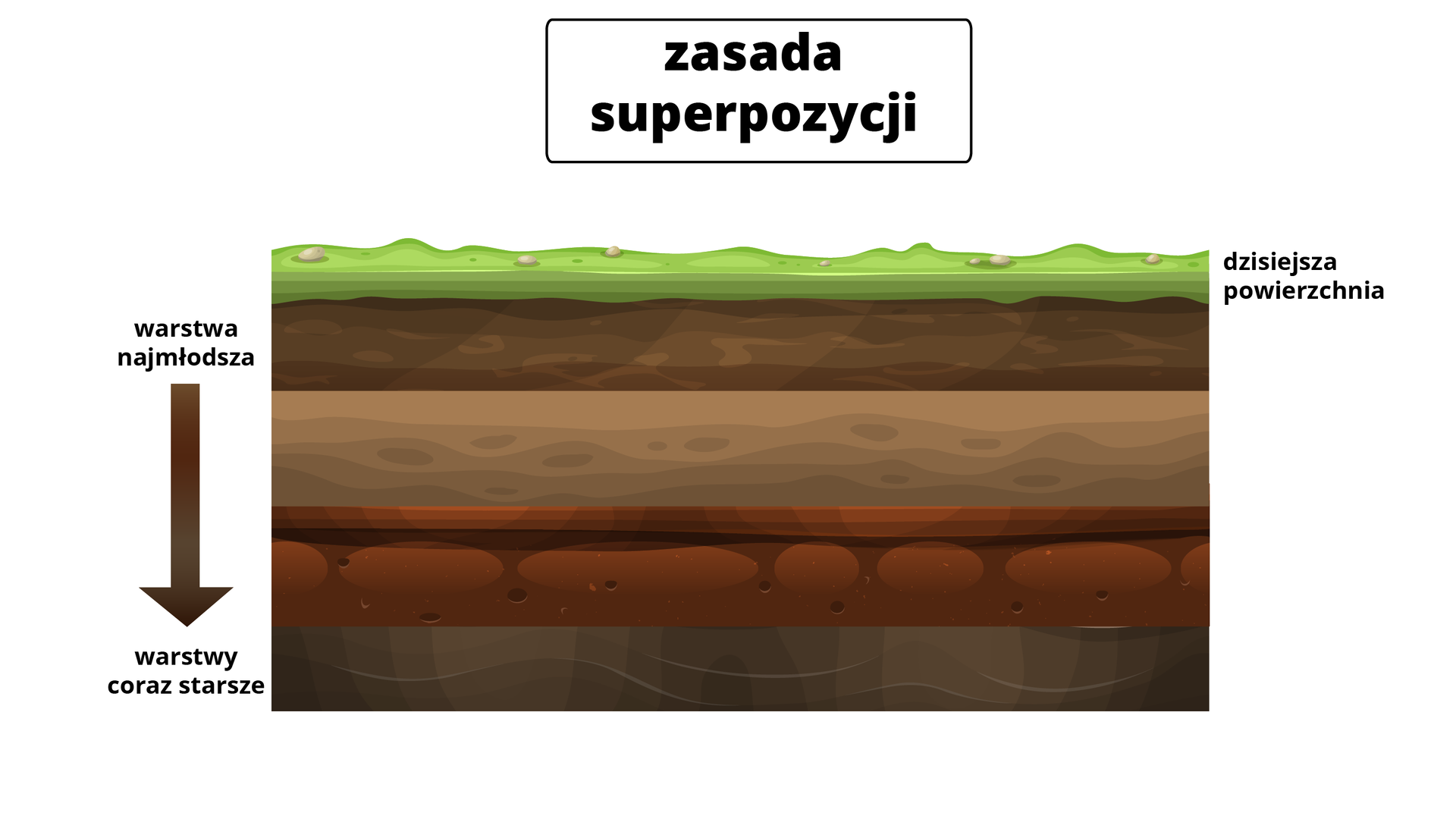 Ilustracja prezentuje zasadę superpozycji. Na ilustracji jest profil gleby z kolejnymi warstwami. Górna warstwa - zielona - to dzisiejsza powierzchnia. Kolejne warstwy są w odcieniach brązu. Warstwy najmłodsze są u góry przekroju, ich wiek rośnie w dół.  
