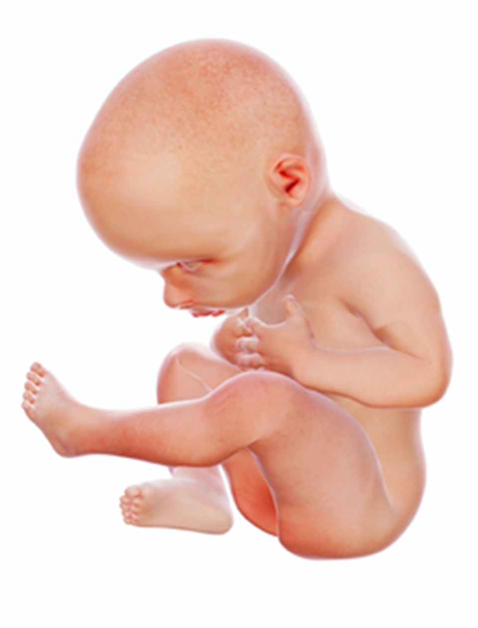 Ilustracja przedstawia dziecko w dziewiątym miesiącu ciąży. Ma ok. 50 cm długości i waży ok. 3 kg. Posiada tułów, ręce, nogi i normalnej wielkości głowę. Jest gotowe do opuszczenia łona matki. 