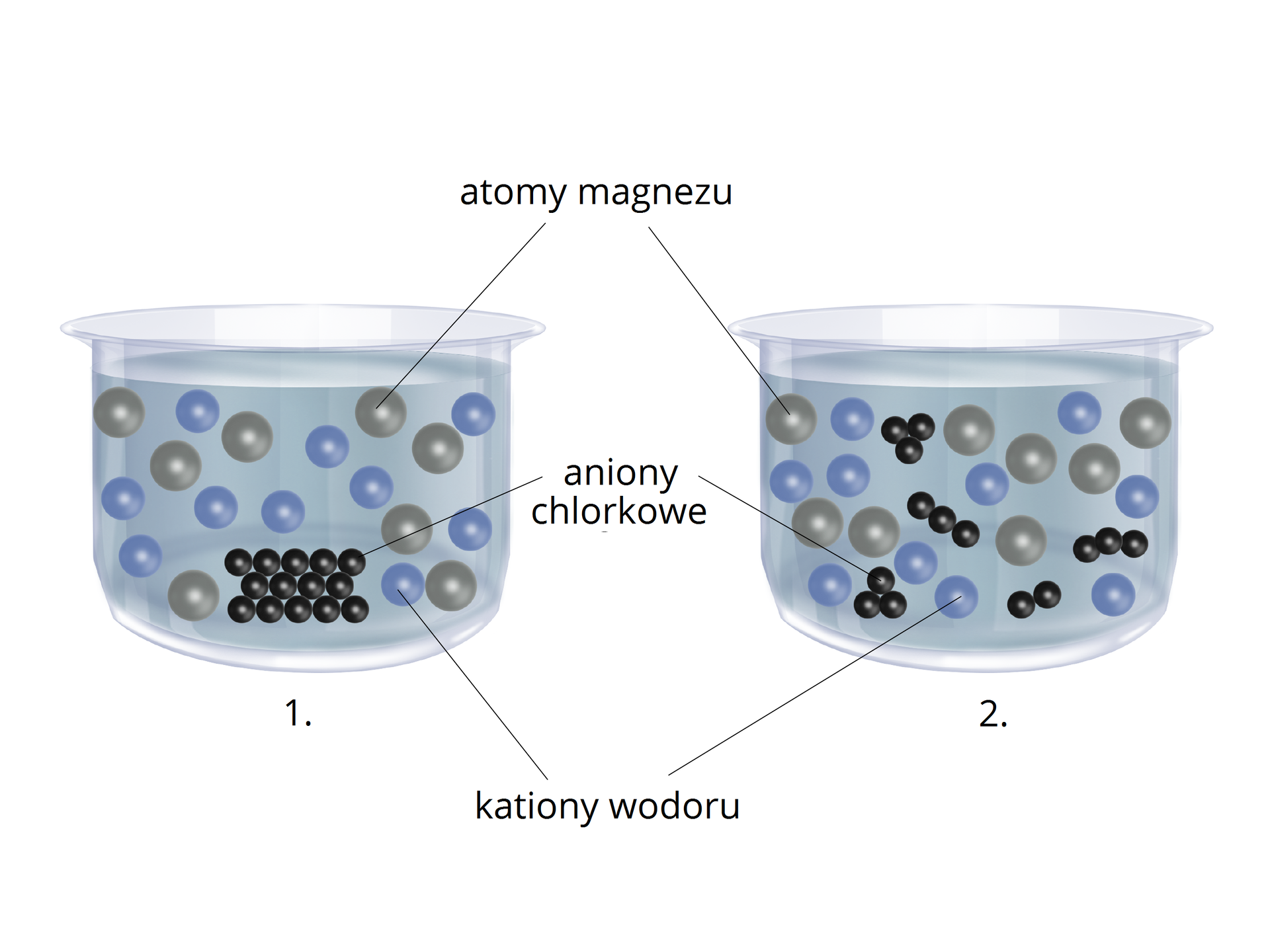 Ilustracja przedstawia dwa szklane naczynia stojące obok siebie oznaczone numerem 1 i 2. W obydwu naczyniach w cieczy w postaci jasnobrązowych kulek znajdują się atomy magnezu oraz w postaci niebieskich kulek są kationy wodoru. W naczyniu numer 1 na dnie są małe czarne kulki, przylegają do siebie - to aniony chlorkowe. W naczyniu numer 2 aniony chlorkowe występują pomiędzy atomami magnezu i kationami wodoru w postaci złączonych trzech lub dwóch czarnych kulek.    