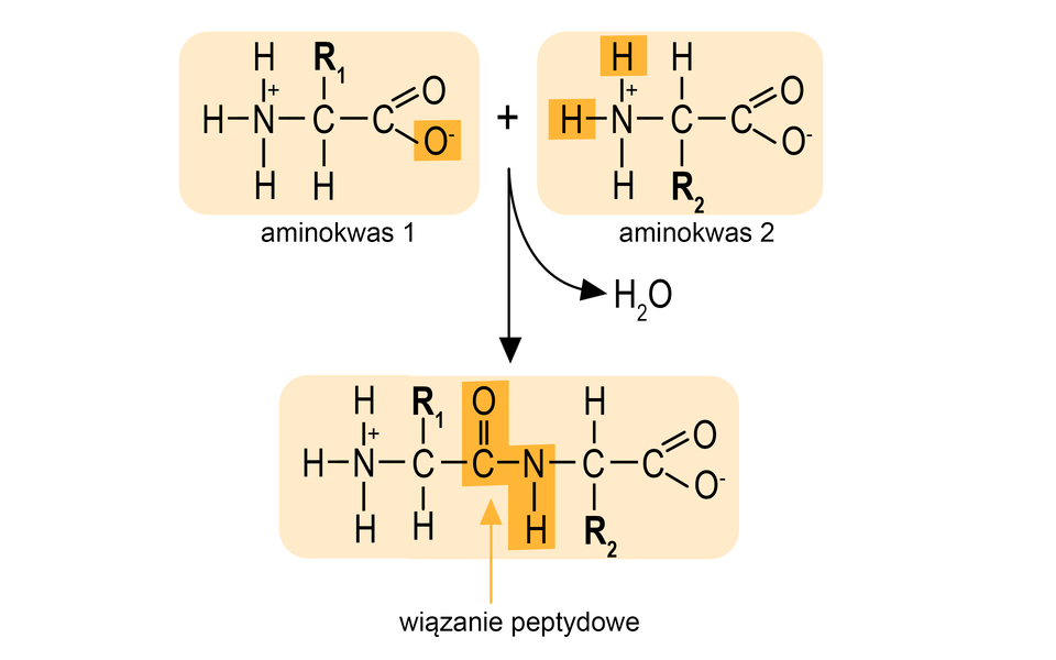 Ilustracja przedstawia powstawanie wiązania peptydowego. Aminokwasy, tutaj w formie jonów obojnaczych, ulegają kondensacji. Cząsteczka pierwszego aminokwasu zbudowana z grupy N H indeks dolny, trzy, koniec indeksu dolnego, indeks górny, plus, koniec indeksu górnego połączonej z grupą C H, która to związana jest z podstawnikiem R indeks dolny, 1, koniec indeksu dolnego oraz z grupą karboksylanową składającą się z atomu węgla połączonego za pomocą wiązania podwójnego z atomem tlenu oraz za pomocą wiązania pojedynczego z drugim atomem węgla obdarzonym ładunkiem ujemnym. Dodać cząsteczkę drugiego aminokwasu zbudowaną z grupy N H indeks dolny, trzy, koniec indeksu dolnego, indeks górny, plus, koniec indeksu górnego połączonej z grupą C H, która to łączy się z podstawnikiem R indeks dolny, 2, koniec indeksu dolnego oraz z grupą karboksylanową składającą się z atomu węgla połączonego za pomocą wiązania podwójnego z atomem tlenu oraz za pomocą wiązania pojedynczego z drugim atomem tlenu obdarzonym ładunkiem ujemnym i zaznaczonym na żółto. Strzałka, od strzałki odchodzi cząsteczka wody powstająca w reakcji, za strzałką znajduje się cząsteczka dipeptydu zbudowanego z grupy N H indeks dolny, trzy, koniec indeksu dolnego, indeks górny, plus, koniec indeksu górnego stanowiącej N‑koniec peptydu, w którym to zaznaczono na żółto dwa atomy wodoru. Grupa ta łączy się z grupą C H, która związana jest z podstawnikiem R indeks dolny, 1, koniec indeksu dolnego oraz z atomem węgla połączonym za pomocą wiązania podwójnego z atomem tlenu oraz za pomocą wiązania pojedynczego z atomem azotu grupy N H. Grupa ta łączy się z grupą C H związaną z podstawnikiem R indeks dolny, 2, koniec indeksu dolnego oraz grupą karboksylanową  karboksylanową składającą się z atomu węgla połączonego za pomocą wiązania podwójnego z atomem tlenu oraz za pomocą wiązania pojedynczego z drugim atomem tlenu obdarzonym ładunkiem ujemnym. Grupa ta stanowi C‑koniec dipeptydu. W cząsteczce zaznaczono również wiązanie peptydowe, które występuje pomiędzy atomem węgla związanym za pomocą wiązania podwójnego z atomem tlenu, a atomem azotu grupy N H.