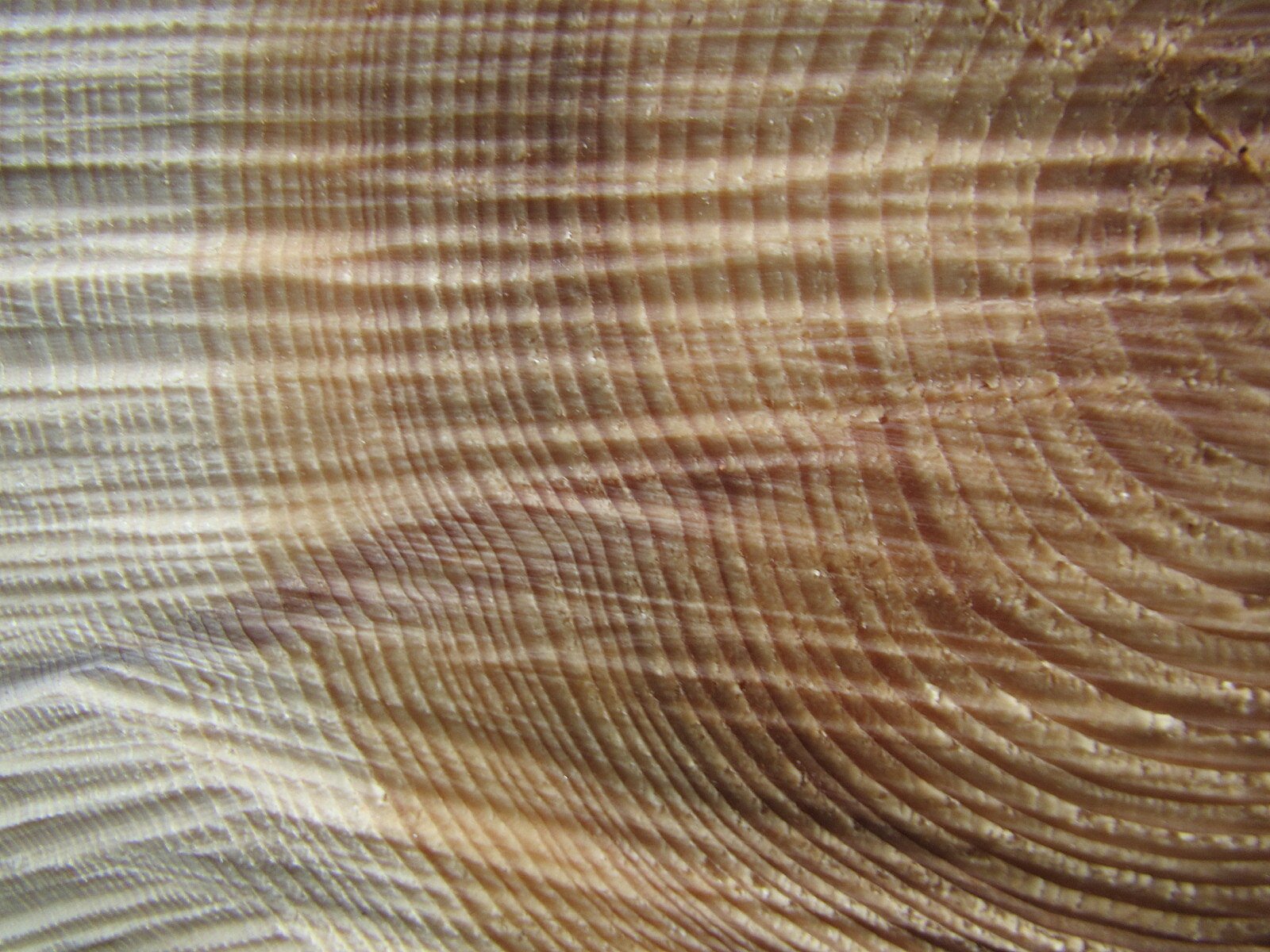 Grafika przedstawia zbliżenie na słoje drewna. Są to warstwy drewna, różniące się między sobą odcieniem oraz grubością. Słoje są widoczne na poprzecznym przekroju pnia drzewa jako wyraźne pierścienie.