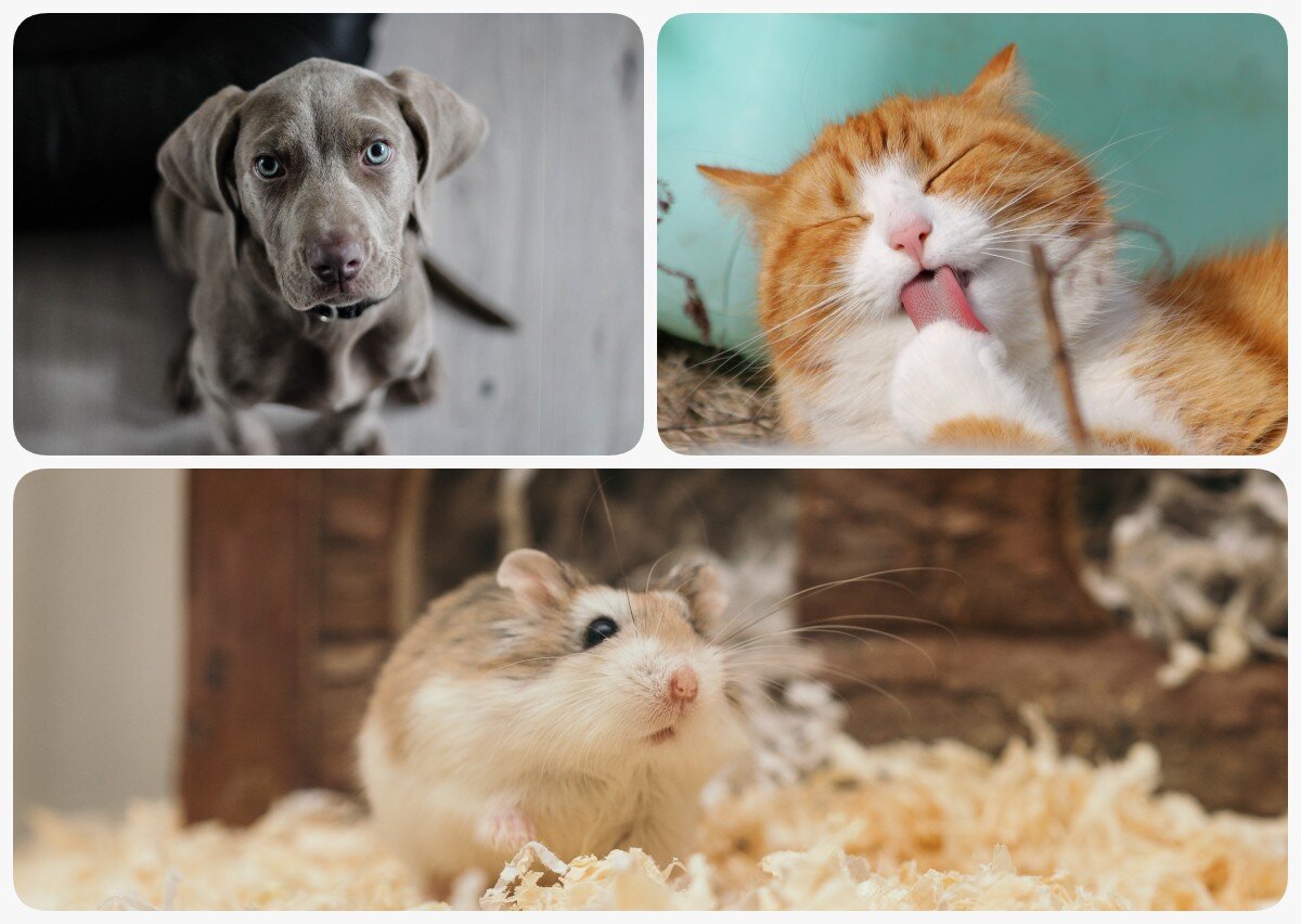 Ćwiczenie alternatywne wyświetla się w trybie dostępności.