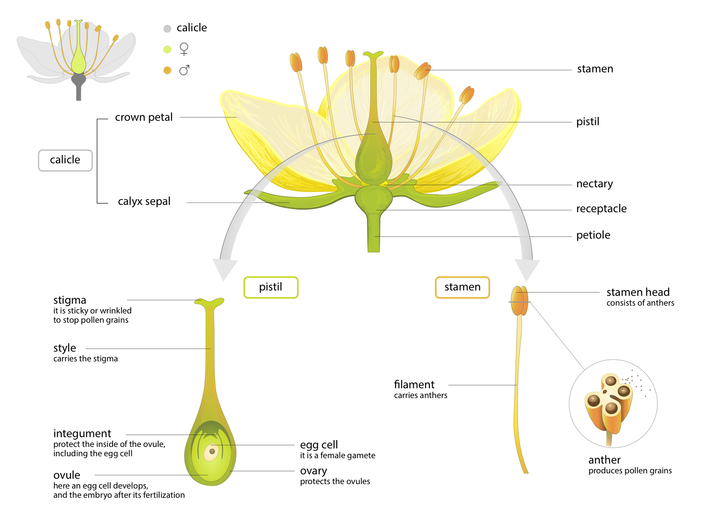 Ilustracja przedstawia szczegółową budowę kwiatu. Ilustracja składa się z trzech elementów. Na górze kwiat, poniżej na lewo słupek, na prawo pręcik. Kwiat:  Ilustracja to kwiat w przekroju podłużnym. Trzy żółte płatki owalne, otaczają słupek. Wokół słupka sześć pręcików. Pręciki wyrastają z dna kwiatowego nad którym jest miodnik. Pod płatkami znajdują się wydłużone wąskie działki kielicha. Poniżej zielona łodyga. To szypułka. Kwiat podpisany: calicle-
crown petal, calyx sepal; stamen, pistil, nectary, receptacle, petiole. Ilustracja słupka. Dolna część słupka ma kształt owalny. To zalążnia. W zalążni znajduje się zalążek. W centrum zielonej zalążni znajduje się mała owalna komórka jajowa. Zalążek otacza osłonka zalążka. Nad zalążnią znajduje się wydłużona część słupka. To szyjka. Na szczycie szyjki znajduje się znamię słupka. Poszczególne elementy podpisane: pistil: stigma- it is sticky or wrinkled to stop pollen grains; style- carries the stigma; integument- protect the inside of the ovule, including the egg cell; egg cell- it is a female gamete; ovary- protects the ovules; ovule- here an egg cell develops, and the embryo after its fertilization. Na prawo ilustracja pręcika. Pręcik składa się z długiej nitki pręcika. Długość około trzy centymetry. Na szczycie nitki znajduje się główka pręcika. Główka składa się z dwóch symetrycznie przylegających owalnych płaskich pylników. Poniżej główka pręcika w powiększeniu. Główka pręcika w przekroju poprzecznym. Wewnątrz znajdują się cztery komory pylnikowe. W pylnikach znajdują się drobne ziarna pyłku. Te elementy podpisano: stamen: stamen head- 
consists of anthers; filament- carries anthers; anther-
produces pollen grains