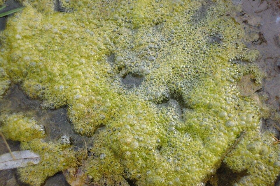 Ilustracja przedstawia zieloną pianę unoszącą się na wodzie.