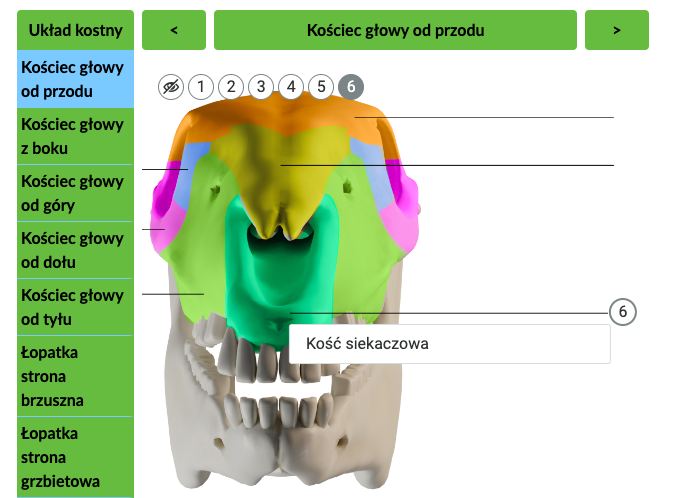 Grafika przedstawia przykładowy widok atlasu interaktywnego z punktami. Po prawej stronie widoczna jest zielone pole z listą modeli. Na środku widnieje model przedstawiający kościec głowy od przodu wraz z wskaźnikami i cyfrą sześć. Od wskaźnika odchodzi prostokąt z nazwą kości "kość szczękowa". Na samej górze umieszczony jest pasek z nazwą modelu oraz strzałki do przełączania prawo/lewo. Jest także lista sześciu punktów odnoszących się do części anatomicznych końskiej głowy.
