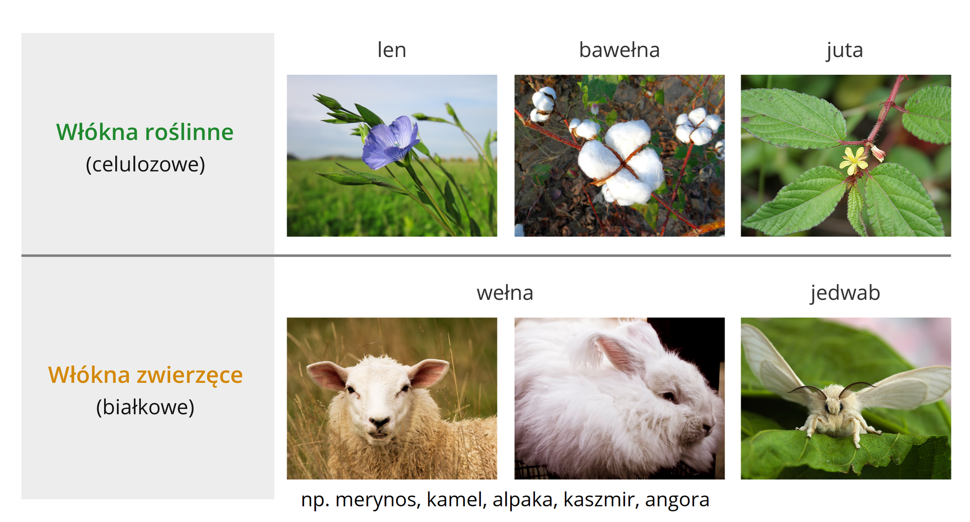 Grafika zawierająca przykłady źródeł włókien roślinnych i zwierzęcych. Włókna roślinne (celulozowe): len, bawełna i jutra. Kolejno zilustrowane są przez zdjęcia: delikatnego niebieskiego kwiatu na szczycie zielonej łodygi (len), kłębku bawełny na krzewie oraz gałązki juty zakończonej czterema liśćmi i delikatnym żółtym kwiatem. Włókna zwierzęce (białkowe): wełna, np. merynos, kamel, alpaka, kaszmir, angora oraz jedwab. Przedstawione są trzy zdjęcia: owcy, królika oraz jedwabnika morwowego. Jedwabnik morwowy to owad będący nocnym motylem. Przedstawiony na zdjęciu osobnik siedzi na liściu i jest skierowany przodem do obiektywu. Ma rozpostarte skrzydła, ciało pokryte białoszarym owłosieniem oraz długie, czarne czułki. 