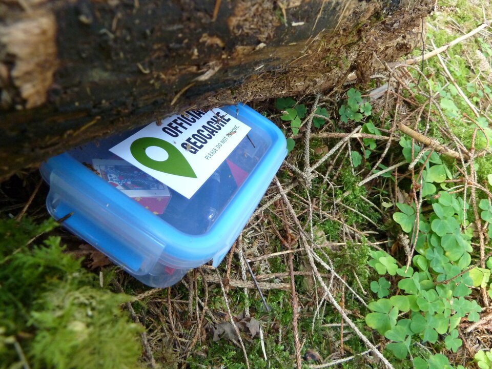 Zdjęcie przedstawia skrytkę geocaching. Jest to plastikowe pudełko z pokrywką. Leży pod pniem drzewa pomiędzy gałązkami.