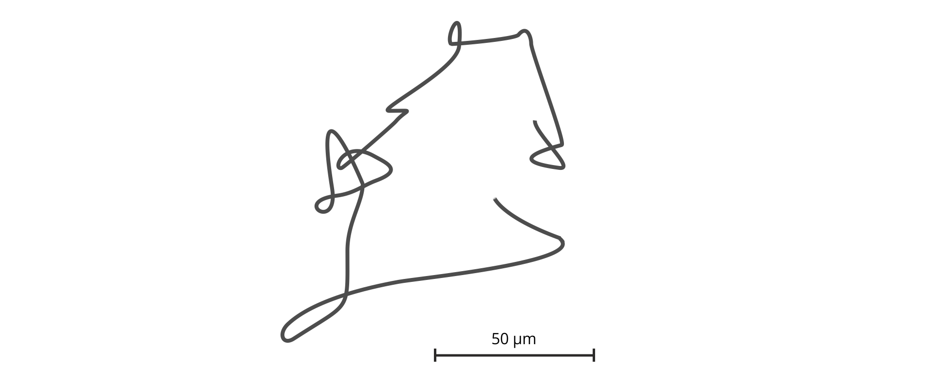 Ilustracja przedstawia krzywą przypominającą literę C, wyglądającą jak narysowana odręcznie z kilkoma pętelkami i zagięciami. Pod nią widnieje odcinek o długości 50 mikrometrów. Ilustracja obrazuje tor ruchu bakterii E. coli, obserwowany pod mikroskopem.