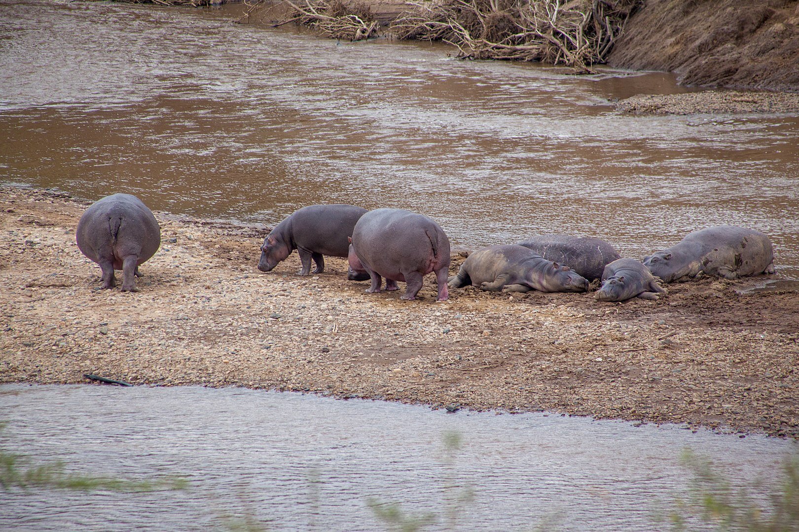 Fotografia. Na niej hipopotamy o krępej i masywnej budowie ciała, mają krótkie nogi, masywny tułów oraz szeroką płaską głowę. Wylegują się na wale z piasku. Pomiędzy wałem woda. 
