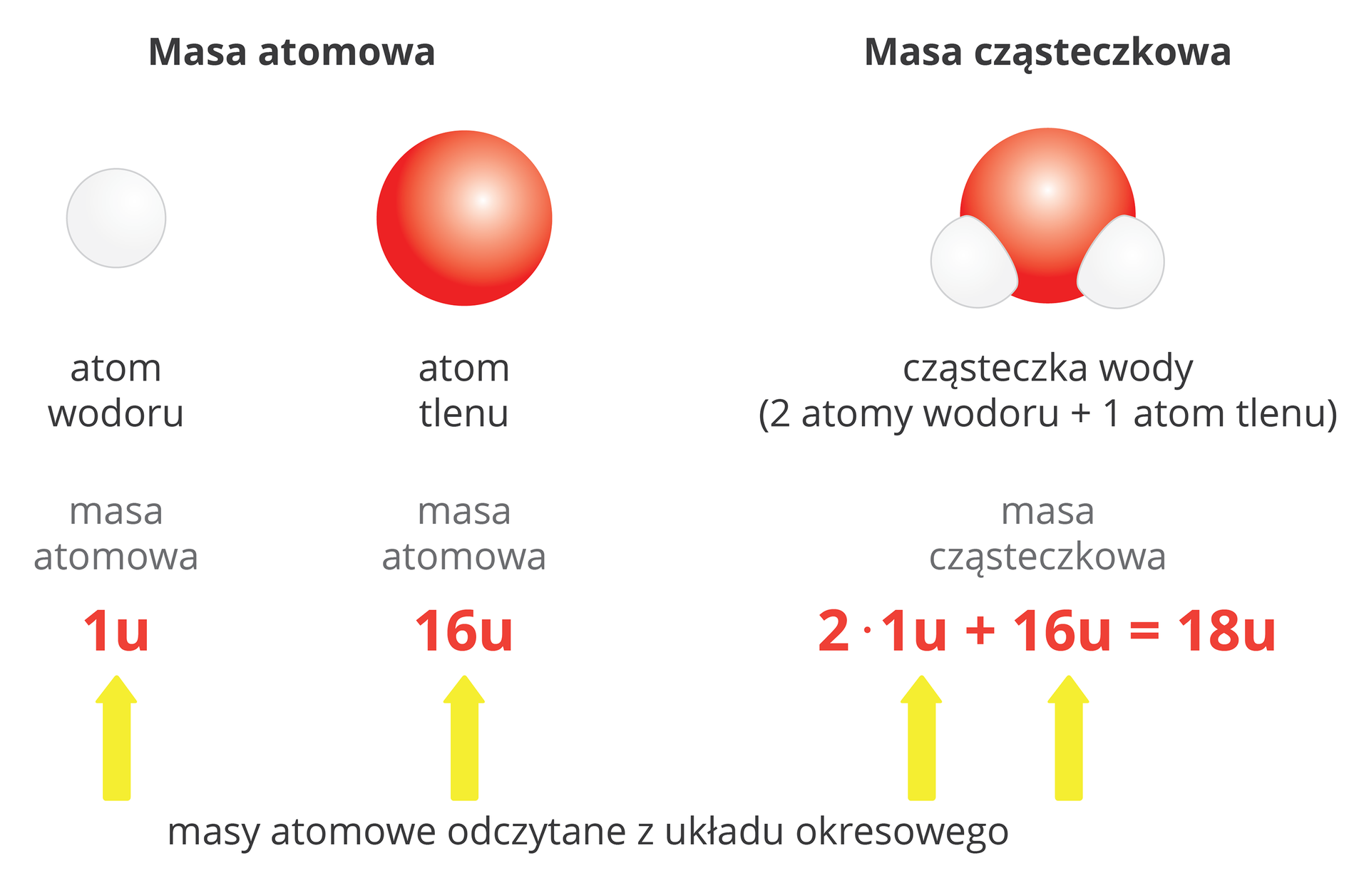 Ilustracja przedstawia różnice i podobieństwa pomiędzy pojęciami masy atomowej i masy cząsteczkowej. Dokonano tego na przykładzie atomów wodoru i tlenu oraz cząsteczki wody. Plansza podzielona jest na dwie grupy, jednak bez wyraźnych granic – lewa strona podpisana jako: Masa atomowa, a prawa jako: Masa cząsteczkowa. Po lewej stronie planszy, w górnej jej części, znajduje się biała kulka symbolizująca atom wodoru. Jak głosi podpis, jego masa atomowa wynosi 1 unit. Następny w kolejności jest atom tlenu symbolizowany przez większą czerwoną kulkę, którego masa atomowa to 16 unitów. Po prawej stronie planszy znajduje się model cząsteczki wody zbudowany z jednej czerwonej kulki i dwóch białych, podpisany: dwa atomy wodoru plus jeden atom tlenu. Jej masa cząsteczkowa, jak głosi napis poniżej, to 2 razy 1 unit plus 16 unitów, czyli razem 18 unitów. Do wartości liczbowych od dołu prowadzą żółte strzałki z opisem: Masy atomowe odczytane z układu okresowego.