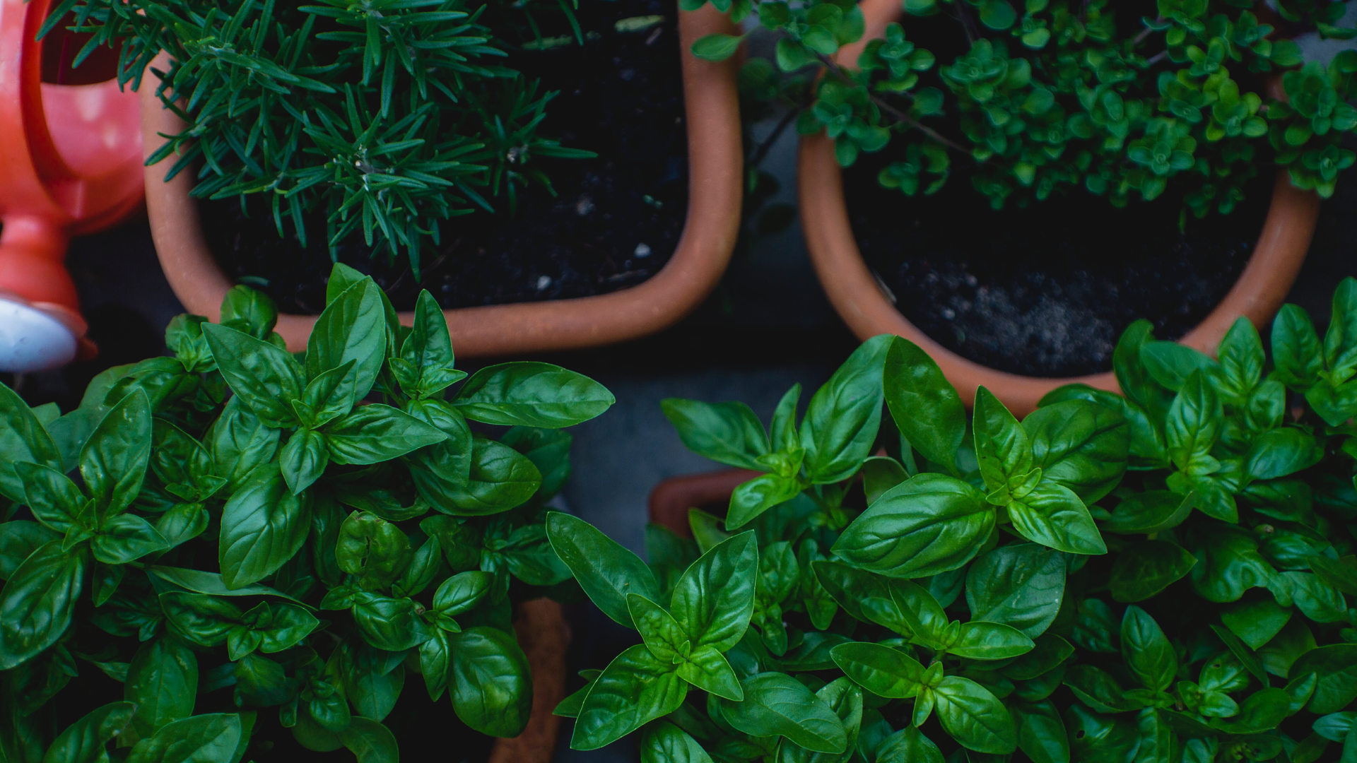 Zdjęcie wykonane z góry przedstawia zioła w doniczkach. W trzech doniczkach rośnie bazylia, w jednej rozmaryn i w kolejnej tymianek