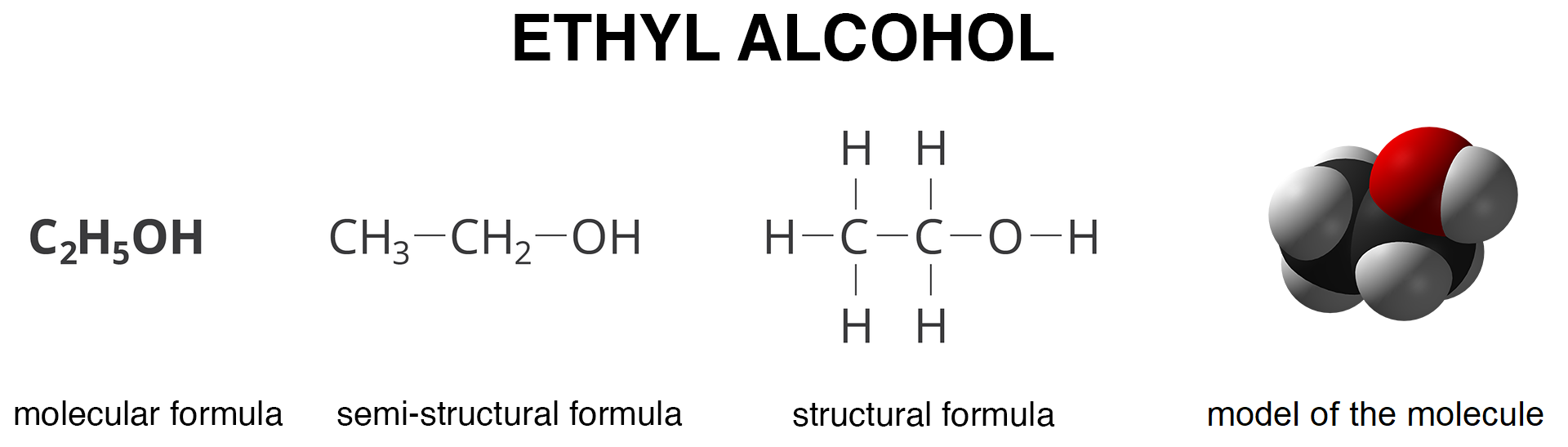 Grafika przedstawia wzory i modele cząsteczki alkoholu etylowego, ethyl alcohol. Wzór sumaryczny, molecular formula to ce dwa ha pięć o ha. Wzór półstrukturalny, semi-structural formula to zapis w lini kolejno grup ce ha trzy dalej ce ha dwa i o ha. Dalej grafika prezentuje wzór strukturalny, structural formula i model cząsteczkowy, model of molecule alkoholu etylowego