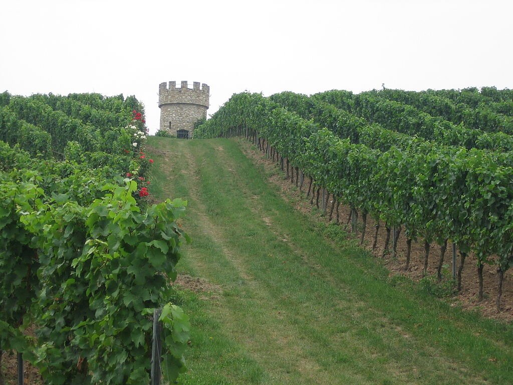 Winnica w regionie Rheinhessen