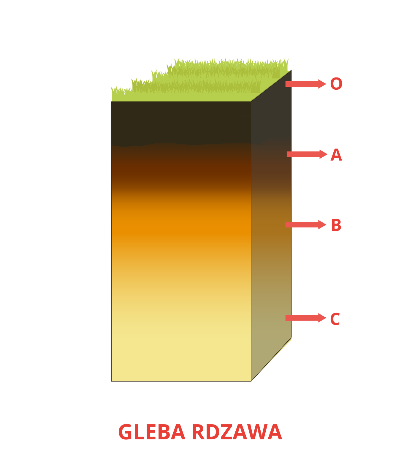 Ilustracja przedstawia wykop, przekrój przez glebę rdzawą, jest on podobny do gleby brunatnej. Pierwszą warstwą od powierzchni jest poziom próchniczy,  ma on ciemną, prawie czarną barwę. Następnie występuje brunatny poziom wzbogacenia, ma on brązowy kolor, widoczne są w niektórych miejscach kamienie. Najniżej w profilu jest skała macierzysta.