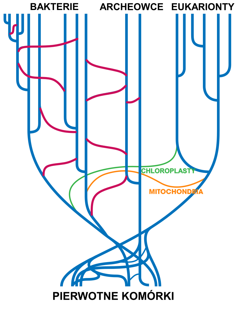 Ilustracja przedstawia drzewo filogenetyczne z zaznaczonymi przypadkami poziomego transferu genów. W dolnej części drzewa są pierwotne komórki. W górnej bakterie, archeowce, eukarionty. Poziomymi falistymi liniami zaznaczono mitochondria oraz chloroplasty przechodzące z dolnej części gałęzi prowadzących ostatecznie do bakterii do dolnej części rozgałęzień eukariontów. U bakterii z dołu drzewa ku górze są czerwone faliste linie pomiędzy odnogami drzewa. Jedna linia falista styka się z gałęzią archeowców.