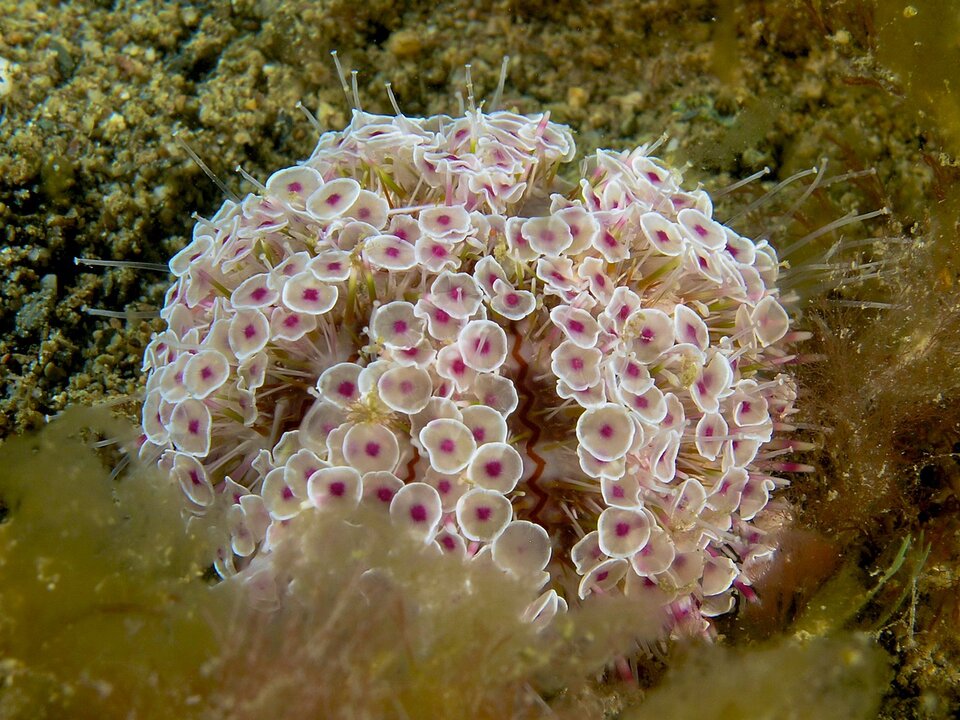 Fotografia przedstawia jeżowca z gatunku Toxopneustes pileous. Ma kulisty kształt, składa się z tworów przypominających okrągłe, półprzezroczyste kwiaty z białą krawędzią i różowym środkiem. Poza obrys organizmu wystają półprzezroczyste kolce.