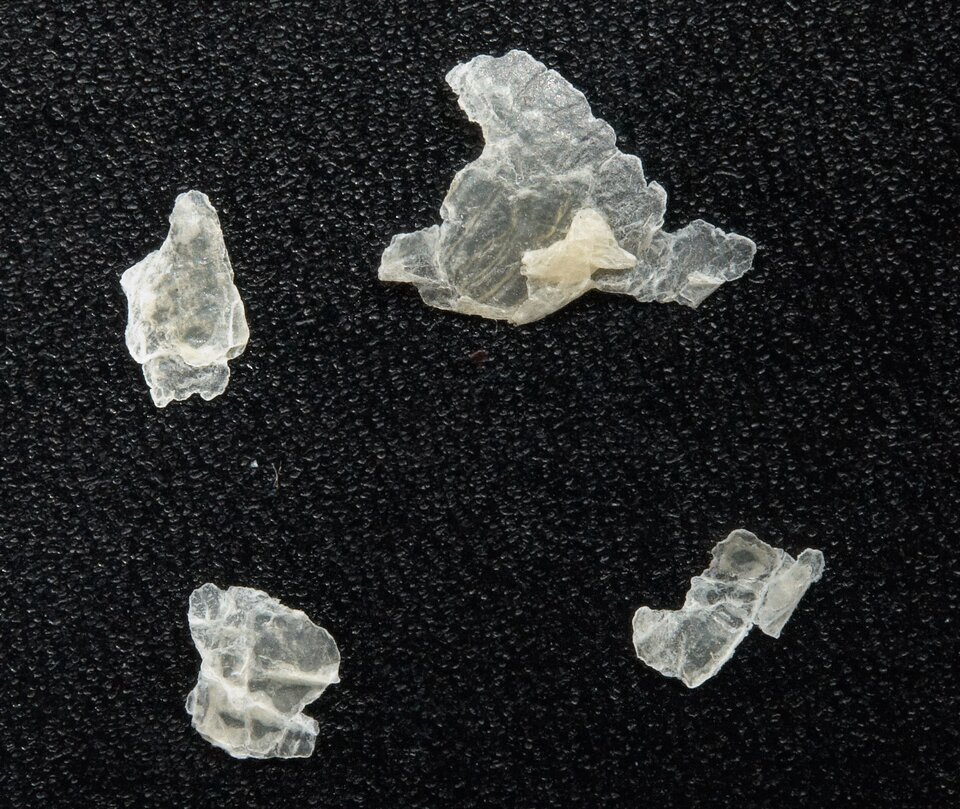 Zdjęcie przedstawia kilka pogiętych, półprzezroczystych fragmentów naskórka.