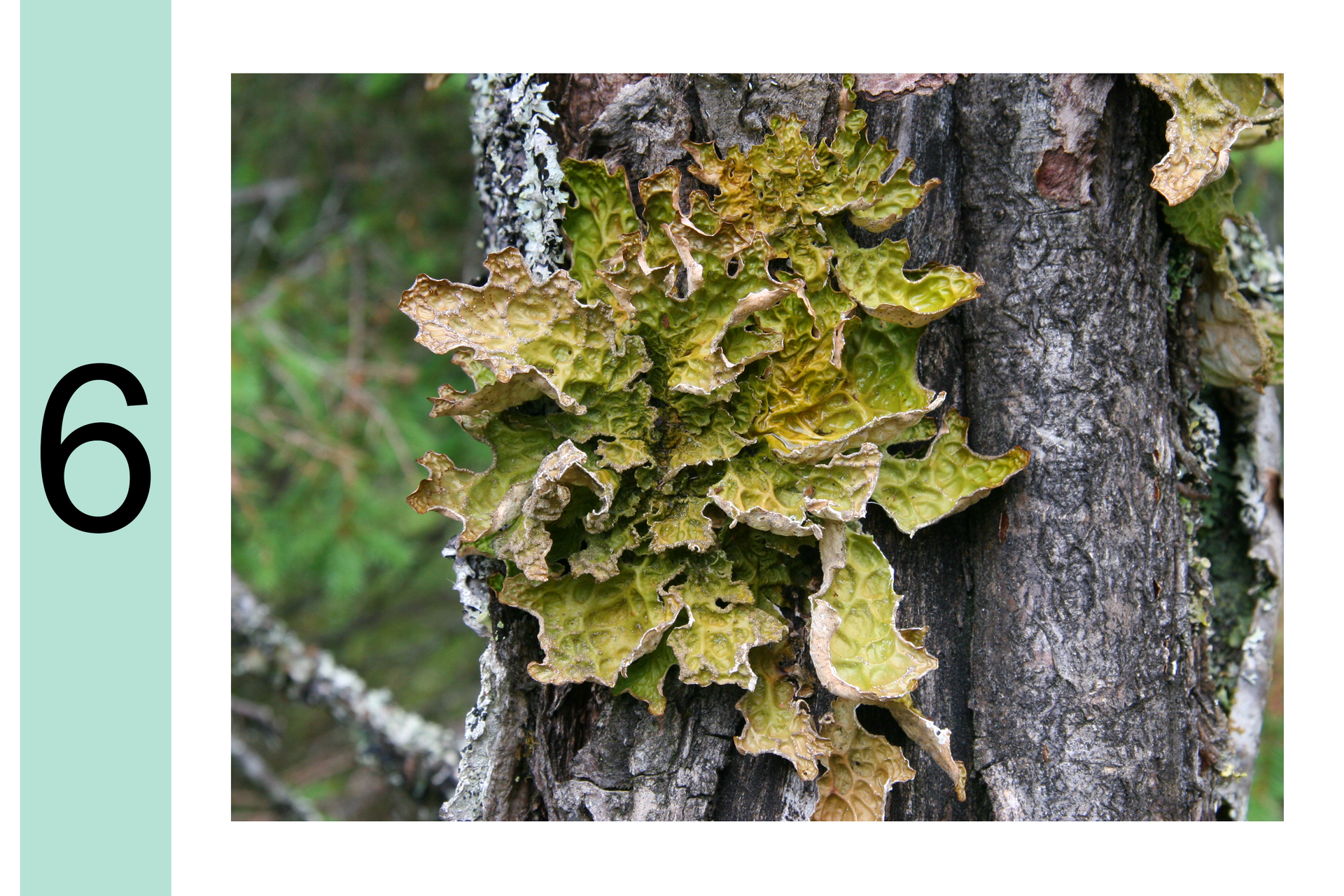 Fotografia przedstawia zbliżenie pnia z dużym, zielonkawym, pofałdowanym porostem. Obok cyfra 6. Powietrze jest nieznacznie zanieczyszczone.