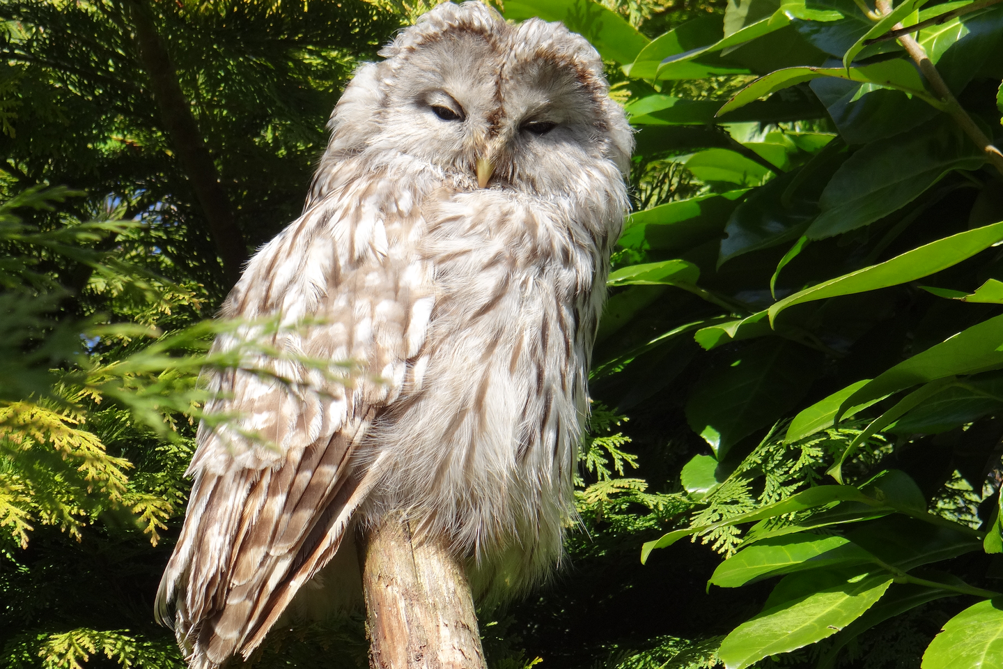 Fotografia przedstawia siedzącego na gałęzi ptaka. Jest to puszczyk uralski. Sowa ma biało-beżowe upierzenie. Ta duża sowa gniazduje m.in. w Polsce. 