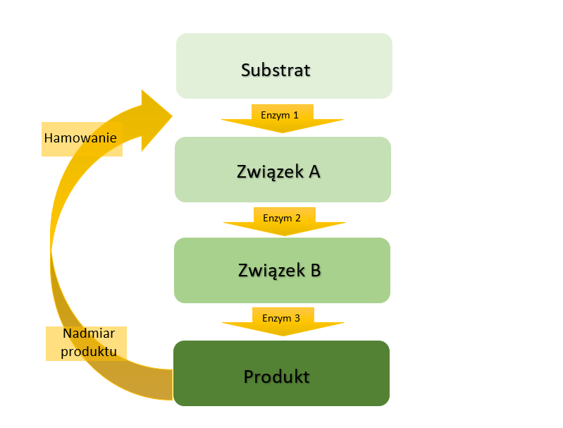 Schemat przedstawia cztery prostokąty. Na górze prostokąt z napisem: substrat. Od niego prowadzi strzałka w dół z napisem enzym1. Następny prostokąt z napisem: związek A, a od niego prowadził w dół strzałka z napisem: enzym 2. Prowadzi do kolejnego prostokąta z napisem: związek B, od którego ostatnia strzałka prowadzi do prostokąta z napisem: produkt. Wszystkie strzałki skierowane sa w dół. Od produktu do enzymu E1 poprowadzono skierowaną do góry strzałkę podpisaną „Nadmiar produktu” i „Hamowanie”.