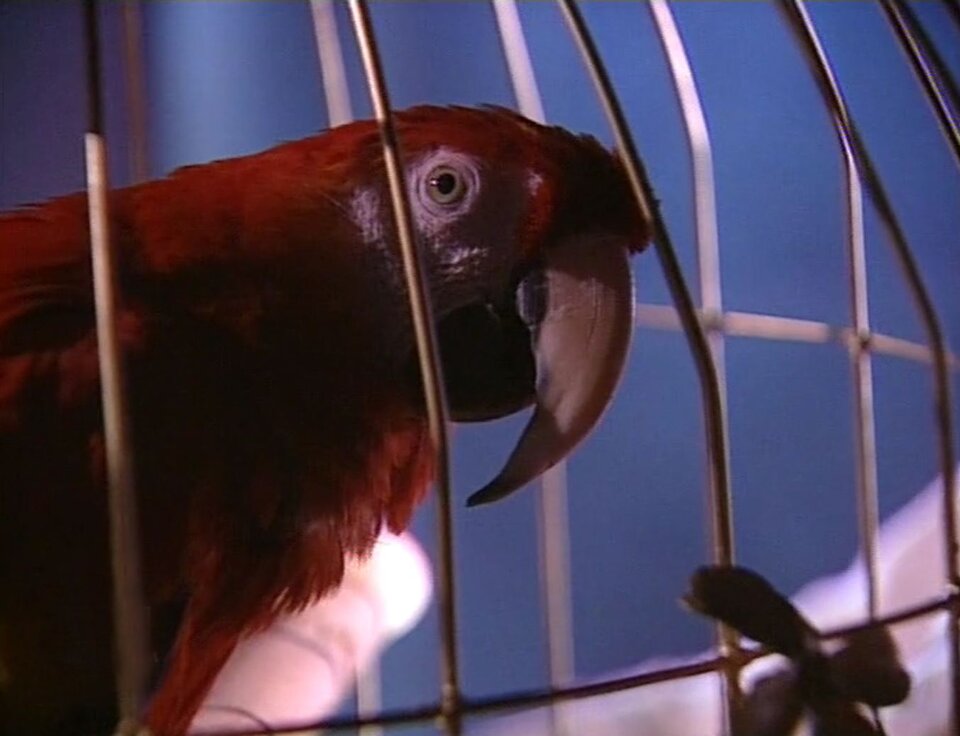 Zdjęcie przedstawia kadr z filmu. W zbliżeniu ukazana jest metalowa klatka, w której znajduje się czerwona papuga z dużym, ostrym dziobem. 