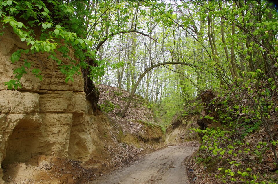Na zdjęciu znajduje się wąwóz, którym prowadzi udeptana droga. Po lewej stronie ściana wąwozu ma kolor gliniasty, jasnobrązowy. Z góry zwisają na nim cienie gałęzie z drobnymi liśćmi. Dalej, za tym kawałkiem ściany, bok wąwozu jest niższy, pochyły, pokryty suchymi liśćmi, Rosnące tam dwa cienkie drzewa mają pnie pochylone nad drogą , przechylone aż na drugą stronę wąwozu. Po prawej stronie wąwozu rosną małe cienkie drzewa i krzewy z drobnymi liśćmi.