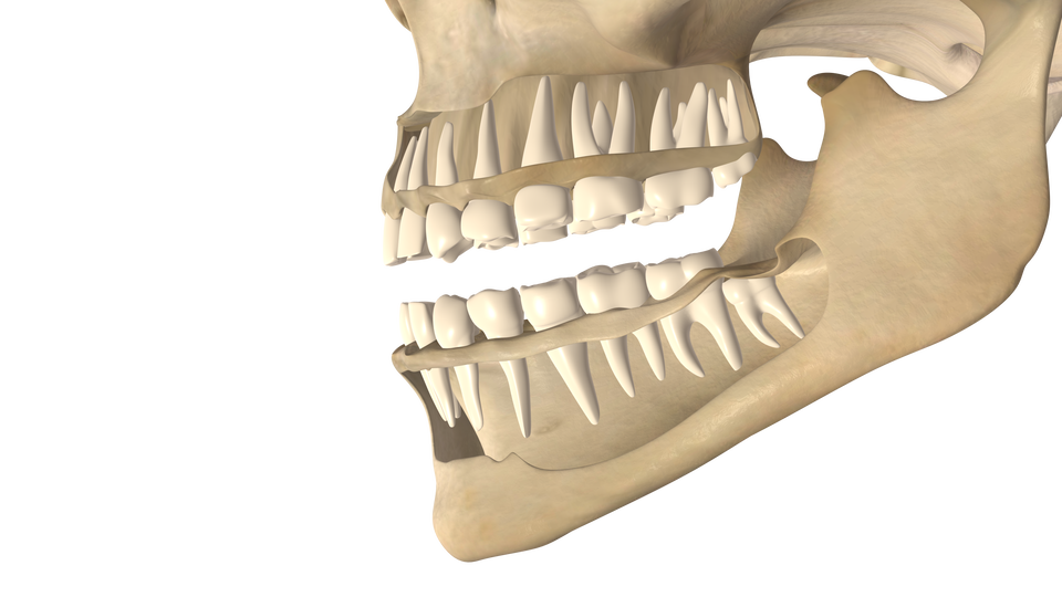 Zdjęcie przedstawia szczękę dorosłego człowieka. Widoczne są kości żuchwy. W warstwie zębów przedstawiono zęby od 1 do 7.  Widoczne są korzenie zębów w kości żuchwy.