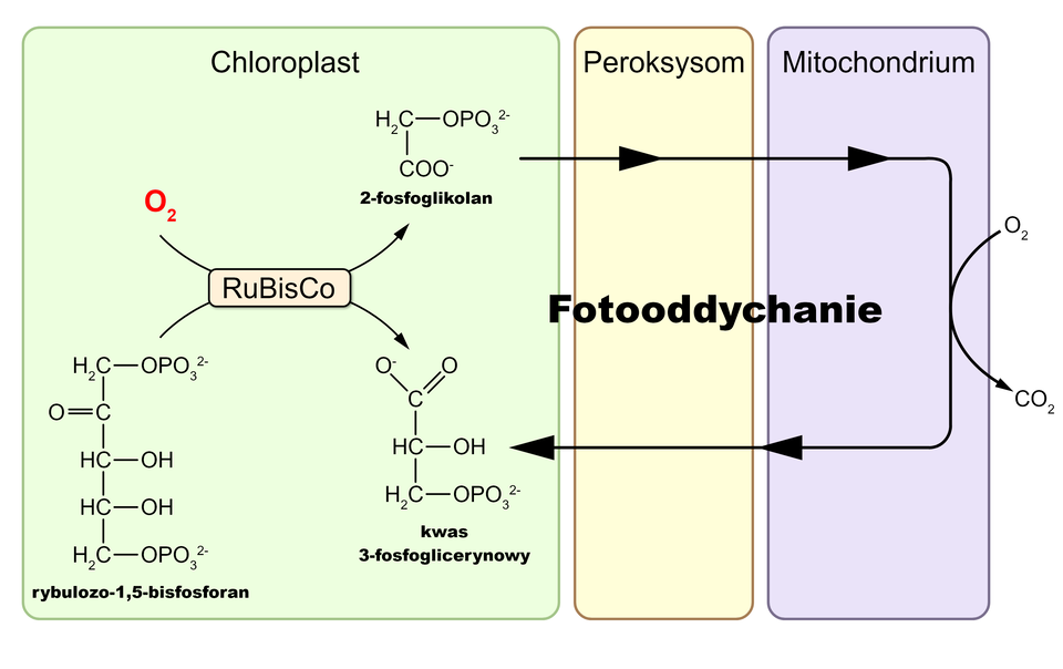 Schemat przedstawia uogólniony przebieg fotooddychania. W chloroplastach w wyniku reakcji katalizowanej przez RuBisCo z tlenu i rybulozo‑1,5‑bifosforanu powstaje 2‑fosfoglikolan oraz kwas 3‑fosfoglicerynowy. 2‑fosfoglikolan ulega kolejnym reakcjom w procesie fotooddychania w peroksysomach i mitochondriach, ulega dekarboksylacji i zostaje przekształcony w kwas 3‑fosfoglicerynowy.