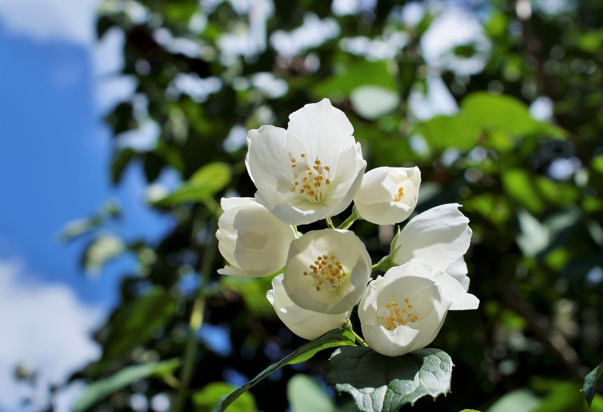 Na zdjęciu jest gałązka z białymi kwiatami jaśminu. Okwiat składa się z owalnych płatków. W środku liczne pręciki. 