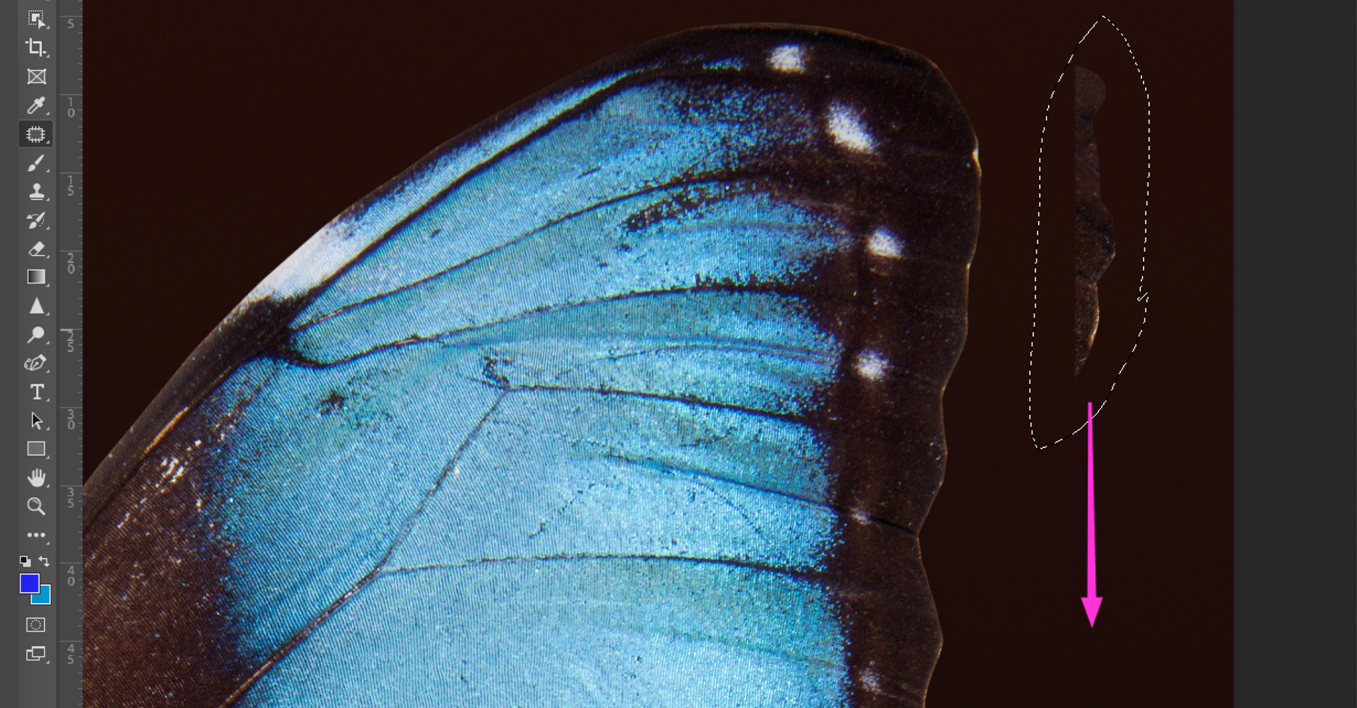 Ilustracja przedstawia okno programu. Z paska menu bocznego wybrano ikonę łatki. W obszarze roboczym jest fragment skrzydła motyla. Po prawej stronie skrzydła jest obszar zakreślony owalem z linii przerywanej. W dolnej części różowa strzałka w dół. Owal okala brązowy fragment skrzydła.