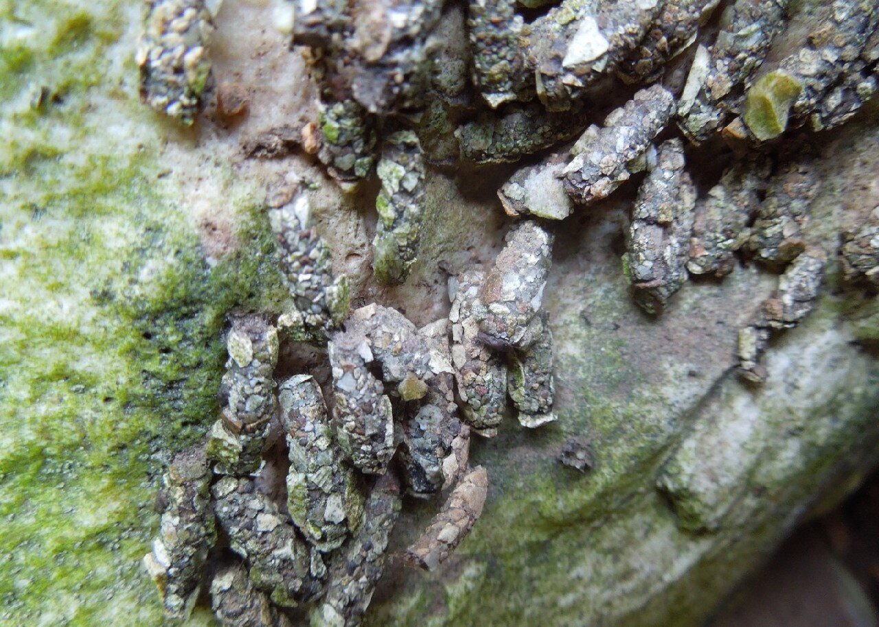 Fotografia prezentuje domki z larwami chruścików leżące na zielonkawym kamieniu znajdującym się pod wodą. Domki larw zbudowane są z kamyczków, fragmentów muszli oraz piasku.