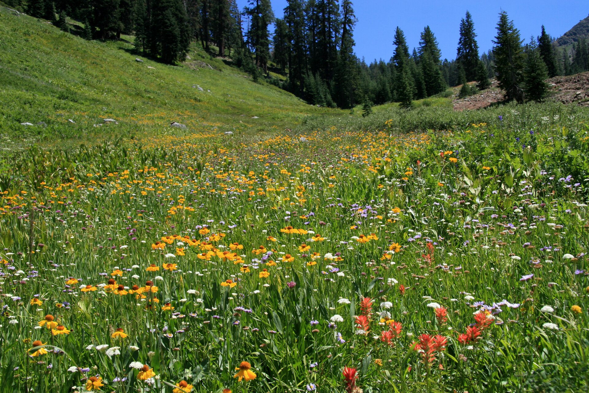 Zdjęcie przedstawia łąkę z dużym udziałem kwitnących roślin zielnych. Kolory kwiatów to biały, żółty i różowy. W tle znajduje się świerkowy las.