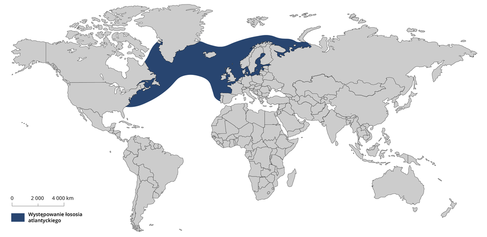 Mapa przedstawia występowanie łososia atlantyckiego. Zaznaczono północny obszar Oceanu Atlantyckiego. Obszar rozciąga się szerokiem pasem od Europy - Skandynawii aż po Hiszpanię - po wybrzeże Kanady i USA. 