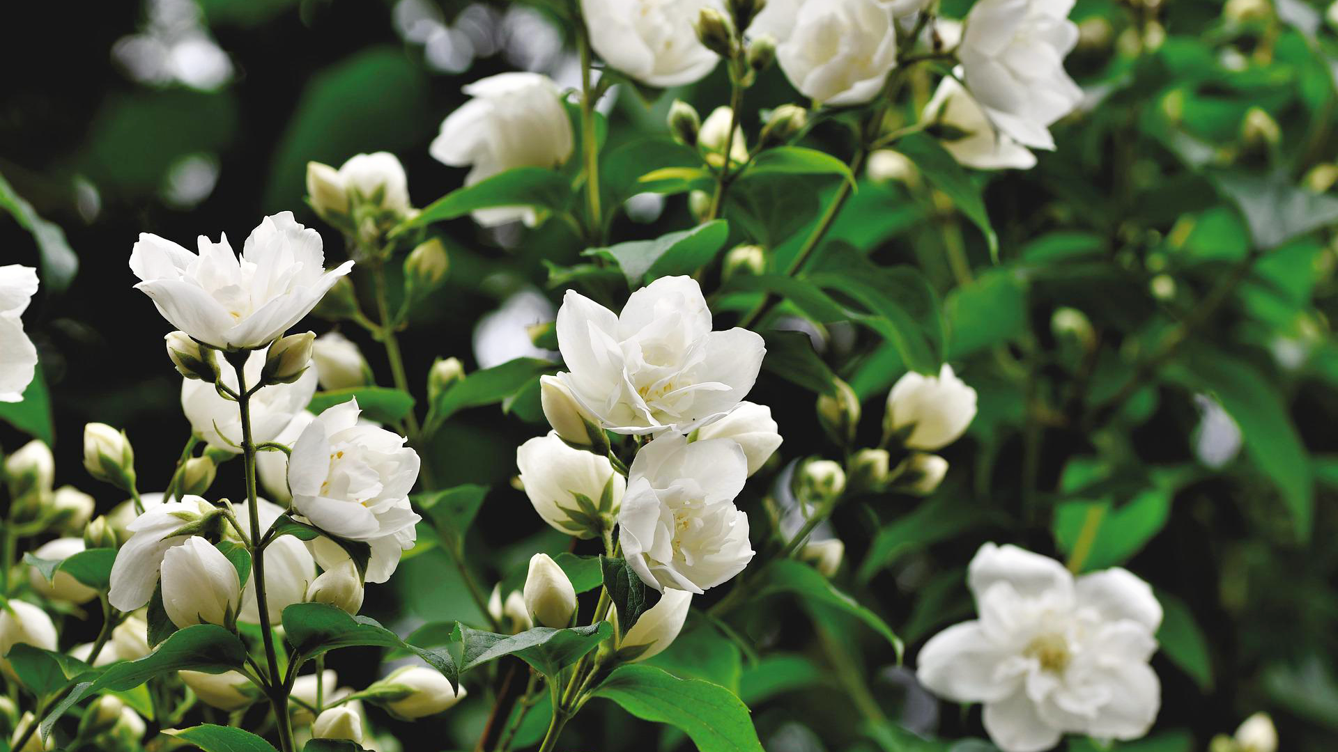 Zdjęcie przedstawia kwiaty jaśminu.