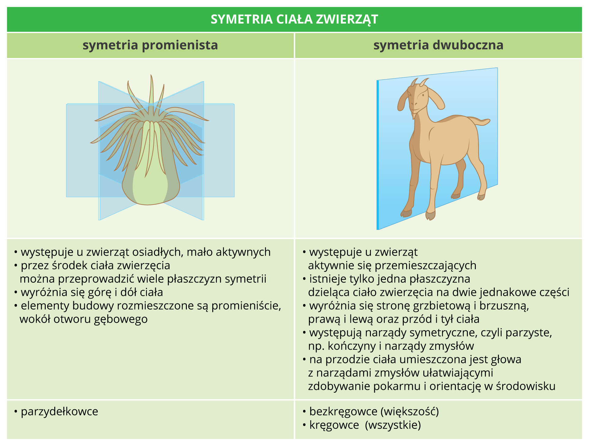 Ilustracja ma formę tabeli. Jest podzielona dwie kolumny. Lewa kolumna zatytułowana jest symetria promienista. Poniżej widać rysunek polipa, którego ciało podzielone jest trzema pionowymi płaszczyznami symetrii. Pod ilustracją zapis: występuje u zwierząt osiadłych, mało aktywnych, przez środek ciała zwierzęcia można przeprowadzić wiele płaszczyzn symetrii, wyróżnia się górę i dół ciała, elementy budowy rozmieszczone są promieniście, wokół otworu gębowego. Przykład zwierząt mających symetrię promienistą: parzydełkowce. Kolumna po prawej stronie zatytułowana jest symetria dwuboczna. Przedstawia jagnię, którego ciało przecina jedna płaszczyzna symetrii, biegnąca wzdłuż długiej osi ciała. Pod ilustracją napis: występuje u zwierząt aktywnie się przemieszczających, istnieje tylko jedna płaszczyzna dzieląca ciało zwierzęcia na dwie jednakowe części, wyróżnia się stronę grzbietową i brzuszną, prawą i lewą oraz przód i tył ciała, występują narządy symetryczne, czyli parzyste, np. kończyny i narządy zmysłów, na przodzie ciała umieszczona jest głowa z narządami zmysłów ułatwiającymi zdobywanie pokarmu i orientacji w środowisku. Przykładowe zwierzęta mające symetrię dwuboczną: większość bezkręgowców, wszystkie kręgowce.