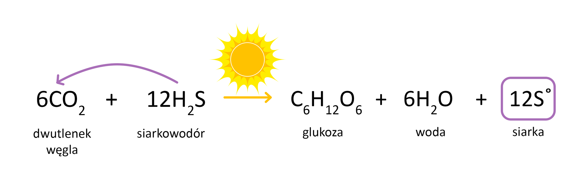 Grafika przedstawia reakcję. Sześć cząsteczek dwutlenku węgla o wzorze sumarycznym CO indeks dolny dwa wchodzi w reakcję z dwunastoma cząsteczkami kwasu siarkowodorowego o wzorze sumarycznym H indeks dolny dwa S pod wpływem światła. W wyniku reakcji dochodzi do powstania cząsteczki glukozy o wzorze sumarycznym C indeks dolny 6 H indeks dolny 12 O indeks dolny 6, sześciu cząsteczek wody oraz dwunastu cząsteczek siarki. 