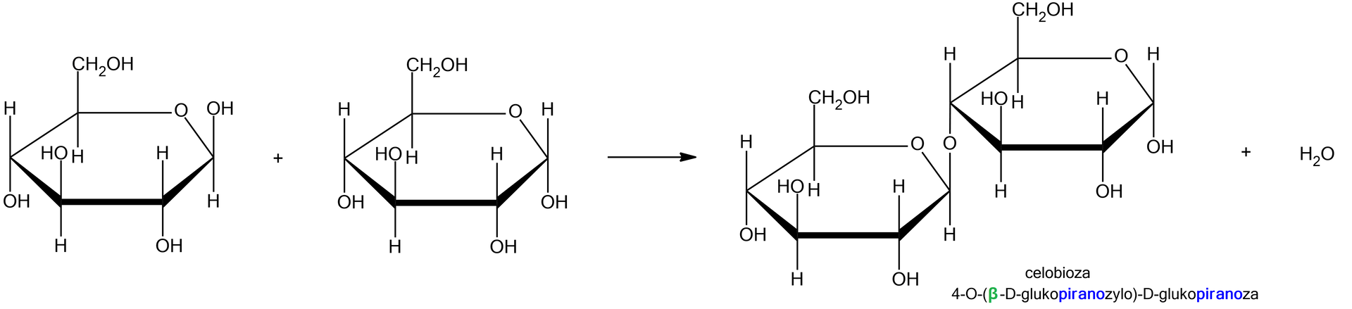 Ilustracja przedstawiająca równanie reakcji, w której powstaje wiązanie O-glikozydowe pomiędzy dwiema cząsteczkami glukozy, to jest alfa‑D-glukopiranozy oraz beta‑D-glukopiranozy, co prowadzi do utworzenia cząsteczek celobiozy i wody. Struktura beta‑D-glukopiranozy zbudowana jest z sześcioczłonowego pierścienia składającego się z pięciu atomów węgla oraz z jednego atomu tlenu. Numeracja atomów w pierścieniu zgodna z ruchem wskazówek zegara. Przy atomach węgla C 2 oraz C 4 znajdują się grupy hydroksylowe OH wychodzą za płaszczyznę, zaś atomy wodoru przed. Przy węglach C 1 oraz C 3 grupy hydroksylowe wychodzą przed płaszczyznę, zaś atom wodoru za. Węgiel C 5 podstawiony jest grupą CH2OH wychodzącą przed płaszczyznę oraz atomem wodoru znajdującym się za płaszczyzną. Dodać cząsteczkę alfa‑D-glukopiranozy, w której to przy anomerycznym atomie węgla C 1 grupa hydroksylowa wychodzi za płaszczyznę. Strzałka w prawo, za strzałką znajduje się cząsteczka celobiozy, to jest 4‑O-(beta‑D-glukopiranozylo)-D‑glukopiranozy powstała z dwóch cząsteczek beta‑D-glukopiranozy oraz alfa‑glukopiranozy połączonych wiązaniem  O‑glikozydowym. Celobioza jest dwucukrem zbudowanym z dwóch sześcioczłonowych pierścieni, to jest z dwóch reszt D‑glukozy połączonych wiązaniem wiązanie beta-1,4-O-glikozydowym. Strukturę stanowi sześcioczłonowy pierścień glukozy, w którym pierwszy lokant stanowi atom węgla C 1 związany z atomem tlenu wbudowanym w tenże pierścień. Węgiel C 5 zamyka pierścień i łączy się ze wspomnianym atomem tlenu oraz węglem C 6, niewbudowanym w pierścień. Od węgla C 1 odchodzi w górę wiązanie łączące go z atomem tlenu, który to łączy się z węglem C 4 drugiego pierścienia D‑glukozy. Od węgli C 2 oraz C 4 odchodzą do dołu grupy hydroksylowe O H, zaś do góry od grupy C 3, grupa hydroksylowa odchodzi również od węgla C sześć. Drugi pierścień stanowi również cząsteczka D‑glukozy, którą tworzy sześcioczłonowy pierścień składający się z atomów węgla C 1, C 2, C 3, C 4 oraz C 5, a także atomu tlenu połączonego z węglami o lokancie pierwszym i piątym. Od węgli C 1 oraz C 2 odchodzą grupy hydroksylowe odchodzą do dołu, od węgla C 3 grupa hydroksylowa odchodzi do góry. Węgiel C 5 łączy się w górę z grupą CH2OH.