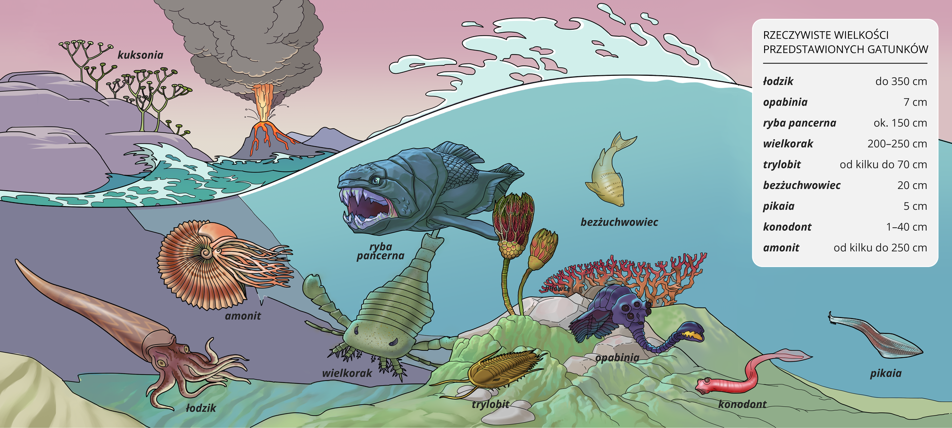 Ilustracja przedstawia erę zwierząt wodnych. Widoczny jest fragment oceanu i  górzystego lądu. W tle widać wybuchający wulkan. W wodzie widać następujące organizmy: łodzik (ciało wydłużone, ostro zakończone, w przedniej części widać oczy i liczne ramiona, amonit (kolisty głowonóg z wstającymi z jednej strony ciała ramionami), ryba pancerna (duża ryba okryta pancerzem, w otwartym pysku widać mocno rozbudowane ostre zęby), wielorak (segmentowany organizm ze spłaszczonym ciałem. W części głowowej widać liczne odnóża), trylobit (płaski organizm, żyjący przy dnie, jego część głowowa posiada dwie czułki skierowane w przód. Kształt ciała jest opływowy, zaokrąglony z przodu, ostrzejszy z tyłu), bezżuchwowiec (organizm o wydłużonym ciele, posiadającym płetwy. Widoczne są nieielkie oczy i okrągły otwór gębowy), opabinia (organizm, którego głowa przypomina głowę słonia. Posiada długą trąbę zakończoną otworem gębowym z zębami. Widocznych jest około pięciu czarnych oczu), konodont (organizm o wydłużonym, wężowatym ciele), pikaia (organizm o wydłużonym ciele i szerokiej części tylnej, na której rozpostarta jest płetwa). Z boku obrazka widać planszę: rzeczywiste wielkości przedstawionych gatunków: łodzik do 350 centymetrów, opabinia 7 centymetrów, ryba pancerna około 150 centymetrów, wielorak 200 do 250 centymetrów, trylobit od kilku do 70 centymetrów, bezżuchwowiec 20 centymetrów, pikaia 5 centymetrów, konodont 1 do 40 centymetrów, amonit od kilku do 250 centymetrów.