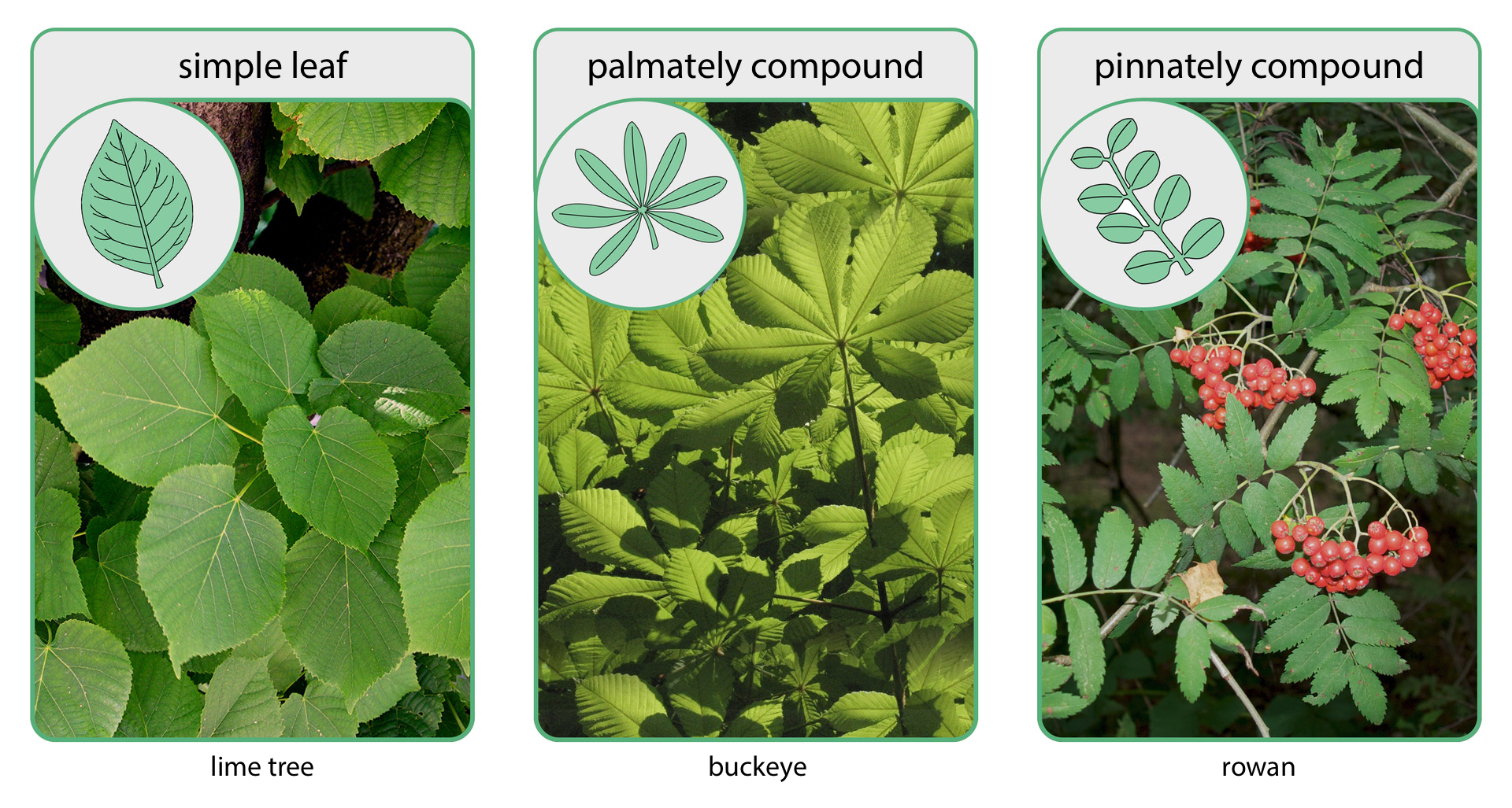 Ilustracja przedstawia trzy fotografie różnych liści. U góry każdy ma kółeczko z rysunkiem blaszki liściowej. Lewa fotografia przedstawia pojedynczy liść lipy, simple leaf of a lime tree. Liście pojedyncze posiadają jedną blaszkę i mogą przyjmować różne kształty. Środkowa przedstawia dłoniasto złożony liść kasztanowca, palmately compound of buckeye. Na jednym ogonku liścia osadzonych jest kilka mniejszych listków. Prawa fotografia przedstawia gałązkę jarzębiny z gronami czerwonych owoców i pierzasto złożonymi liśćmi, pinnately compound of rowan. Tu również na jednym ogonku osadzonych jest kilka mniejszych listków.