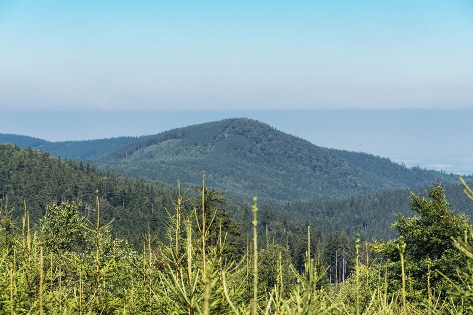 Fotografia barwna przedstawiająca górę porośniętą lasem świerkowym. 