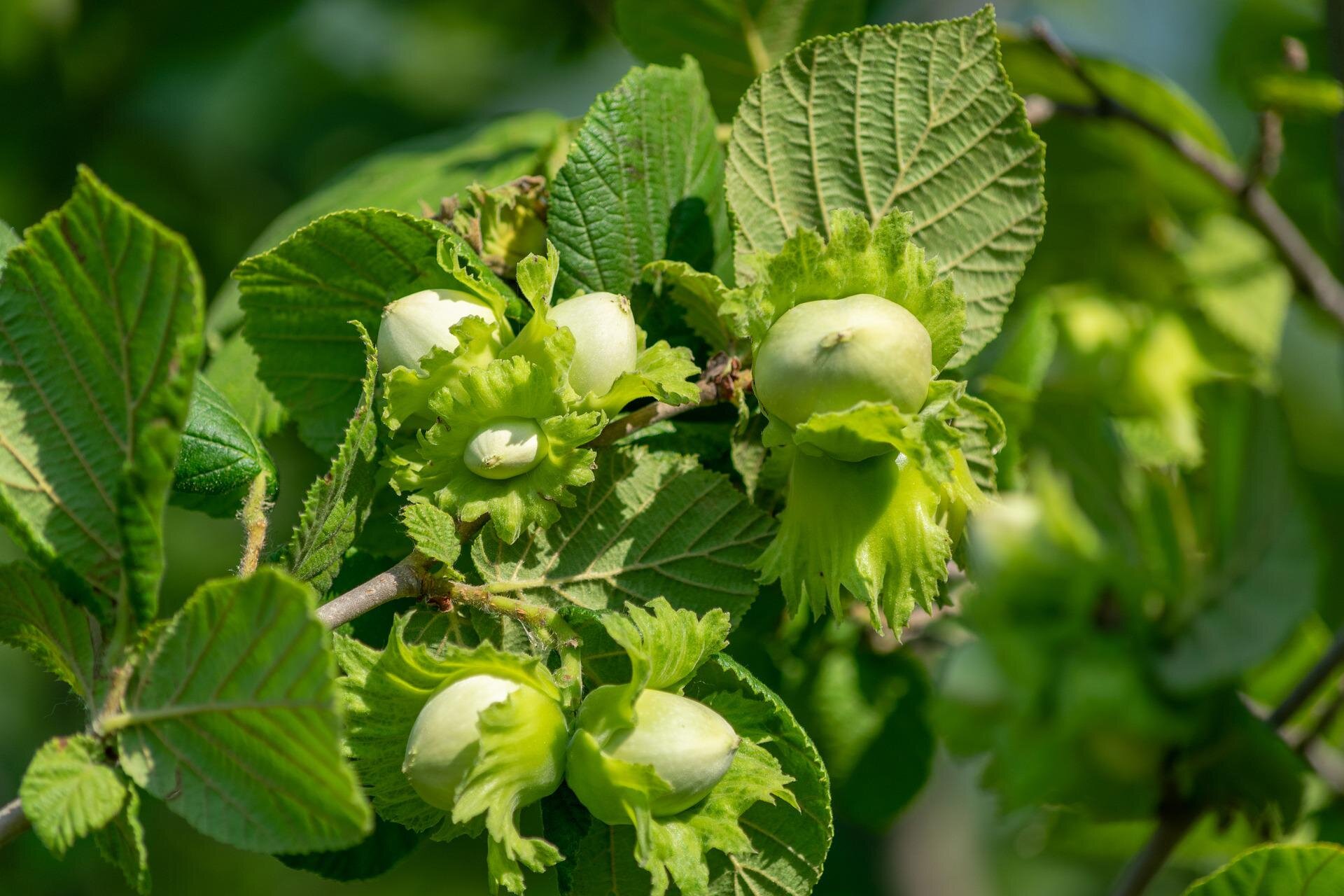 Na planszy znajduje się Leszczyna. Widoczna jest cienka, szara gałązka z dużymi, owalnymi, łopatkowatymi liśćmi i pojedynczymi, jasno‑zielonymi, zaokrąglonymi orzechami.