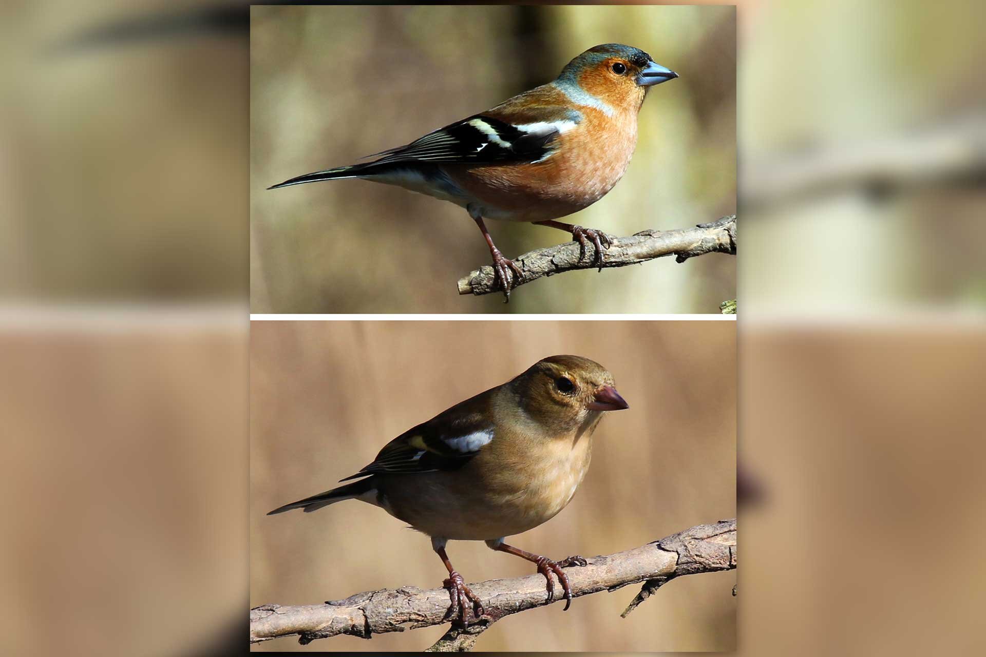 Przedstawione są dwie fotografie zięby. Fotografia u góry przedstawia ziębę siedzącą na gałęzi. Ptak ma pomarańczowe podbrzusze, czarno-białe skrzydła i niebieski dziób. To samiec. Fotografia u doły przedstawia jasnobrązową ziębę - samicę z biało-czarnymi skrzydłami i czerwonym dziobem. 