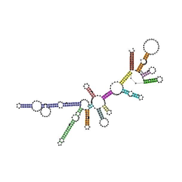 Ilustracja przedstawia przykładowy fragment rybosomalnego R N A (r R N A) - jest to mała podjednostka r R N A bakteryjnego. Fragment stanowi nić, utworzona z rybonukleotydów bazujących na reszcie cukrowej - rybozie, resztach fosforanowych, które razem tworzą szkielet cukrowo‑fosforanowy oraz odpowiedniej zasadzie azotowej spośród czterech możliwych: cytozyny, guaniny, adeniny lub uracylu. Pojedynczy łańcuch przedstawiono jako uszeregowane jedna obok drugiej litery odpowiadające poszczególnym zasadom wbudowanym w łańcuch polinukleotydowy, który w tym przypadku jest stosunkowo krótki, około kilkaset rybonukleotydów. łańcuch ten nie stanowi luźnej pojedynczej nici, lecz ma określoną konformację, która jest niezbędna do prawidłowego przebiegu translacji. Konformację podtrzymują wewnątrzcząsteczkowe wiązania wodorowe występujące pomiędzy parami zasad, które to występują, co kilka par, nieregularnie, co z kolei prowadzi do tworzenia tak zwanych pętli przy fragmentach, w których owe parowanie nie występuje. Pary w R N A tworzą odpowiednio adenina z uracylem oraz cytozyna z guaniną. 