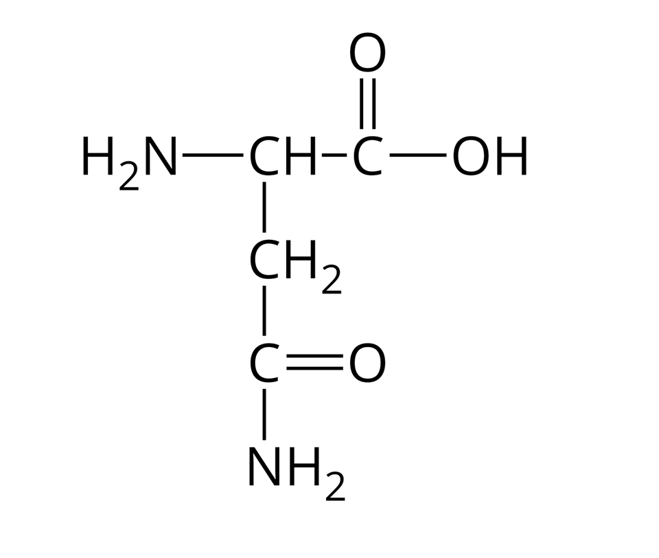 Wzór półstrukturalny asparaginy. Do grupy H indeks dolny, dwa, koniec indeksu dolnego, N z prawej strony przyłączona jest grupa C H. Od niej odchodzą dwa wiązania pojedyncze. Pierwsze skierowane jest w prawo do atomu węgla. Od niego odchodzą dwa wiązania: podwójne w górę, prowadzące do atomu tlenu i pojedyncze w prawo do grupy O H. Drugie wiązanie odchodzące od grupy C H skierowane jest w dół i łączy się z grupą C H indeks dolny, dwa, koniec indeksu dolnego, od której odchodzi pojedyncze wiązanie w dół do atomu węgla. Od niego poprowadzone są dwa wiązania: podwójne w prawo do atomu tlenu i pojedyncze w dół do grupy N H indeks dolny, dwa, koniec indeksu dolnego.