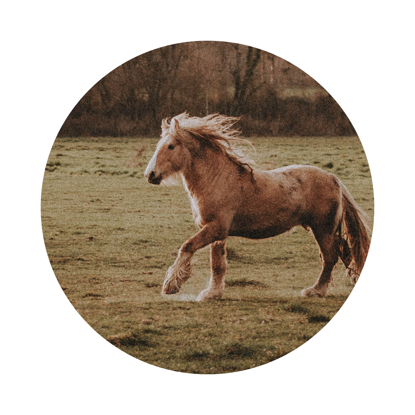 Zdjęcie przedstawia konia idącego po polu. 