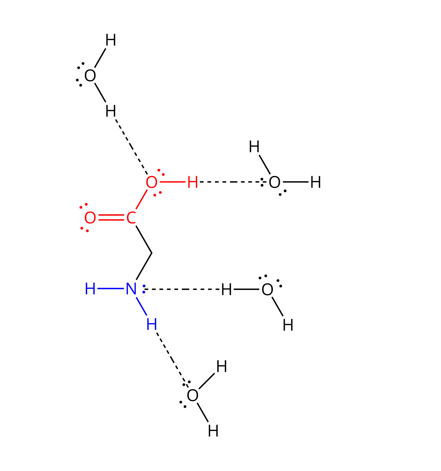 Ilustracja przedstawiająca cztery możliwe wiązania wodorowe utworzone przez cząsteczkę glicyny oraz cztery cząsteczki wody. Atom wodoru pierwszej cząsteczki wody tworzy pierwsze wiązanie wodorowe z atomem tlenu grupy hydroksylowej OH. Atom tlenu drugiej cząsteczki wody oraz atom wodoru grupy hydroksylowej w glicynie tworzą drugie wiązanie wodorowe. Atom wodoru z trzeciej cząsteczki tworzy wiązanie wodorowe z atomem azotu grupy aminowej. Atom tlenu z czwartej cząsteczki wody tworzy wiązanie wodorowe z atomem wodoru grupy aminowej. Wiązania wodorowe oznaczono jako przerywane linie poprowadzone od wolnych par elektronowych atomów tlenu lub azotu do atomów wodoru.