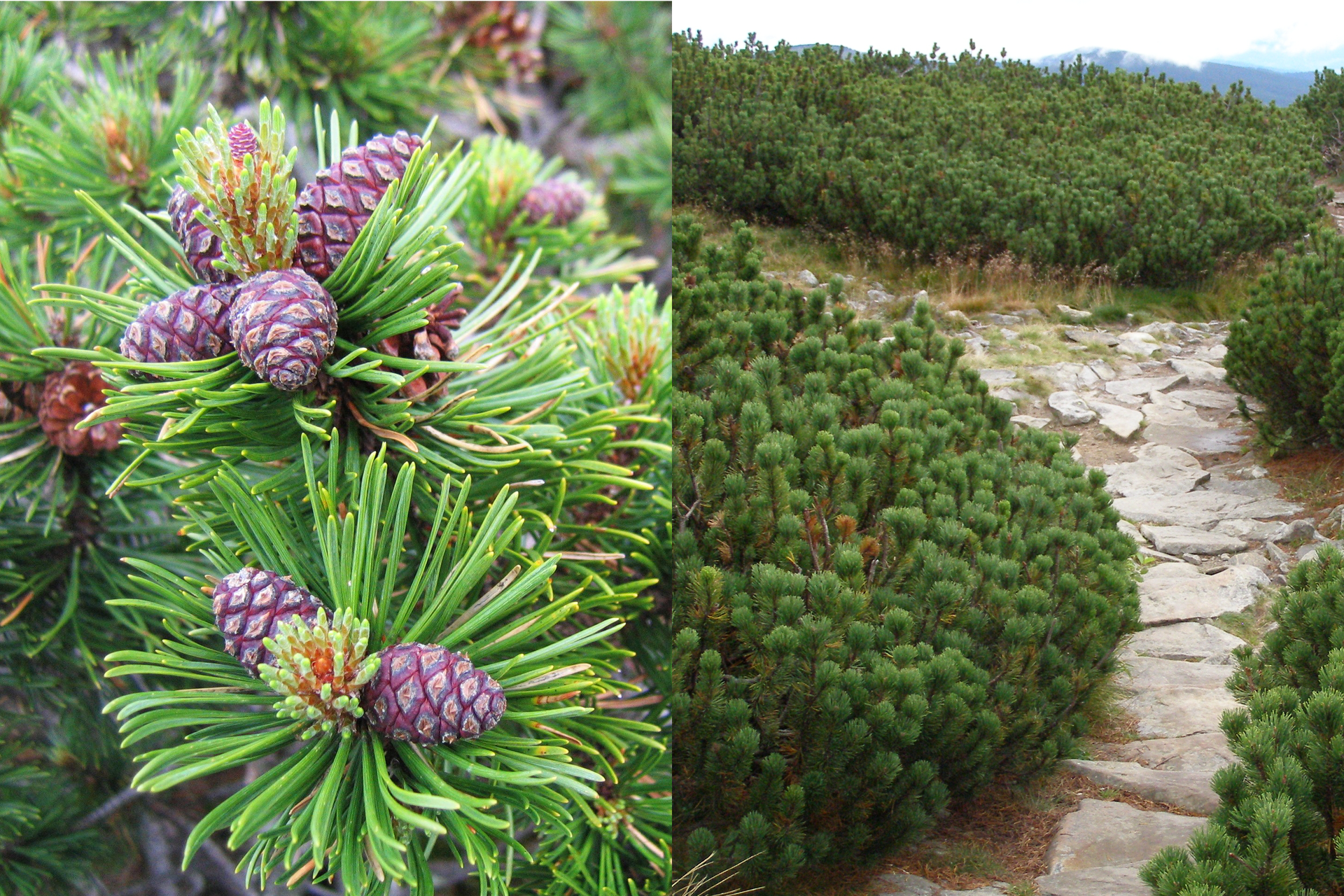 Fotografia z lewej przedstawia gałąź sosny kosodrzewiny z długimi igłami po dwie w pęczku. Na szczycie gałęzi wyrastają jajowate fioletowe szyszki, a między nimi jaśniejsze, owalne pędy. Po prawej fotografia przedstawia liczne krzewy kosówki w górskim krajobrazie. Między nimi biegnie droga ze skalnych płyt.