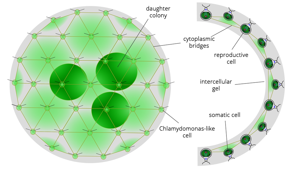 Ilustracja przedstawia schemat budowy kolonii toczka. Po lewej stronie widoczna jest kolonia o okrągłej strukturze, w jej środku trzy ciemniejsze kule. Całość otoczona siatkowatą strukturą. Na przecięciach siatki widoczne pojedyncze komórki. Po prawej stronie przekrój poprzeczny przez ścianę kolonii. Podpisano: daughter colony, cytoplasmic bridges, reproductive cell, intercellular gel, somatic cell, chlamydomonas-like cell