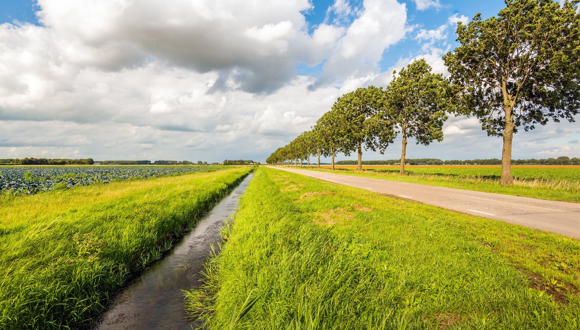 Na zdjęciu widać drogę, z jednej strony obsadzoną wysokimi drzewami, pobocze obrośnięte trawą, rów z wodą, biegnący wzdłuż drogi i skrawek pola. Wszystkie elementy ukazane są w perspektywie zbieżnej, zwężają się w oddali, by spotykać się pośrodku, w jednym punkcie na horyzoncie. widzenia 
