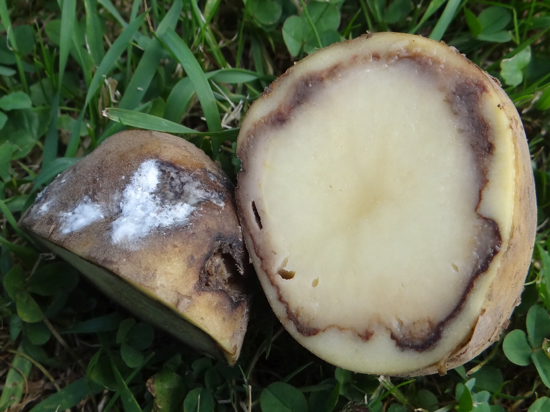 Zdjęcie przedstawiające przekrojonego na pół ziemniaka znajdującego się na trawie. Skórka jest pokryta pleśnią, zaś w przekroju bulwy kilka milimetrów pod skórką ziemniak ma ciemną pręgę, to strzępki grzybni.